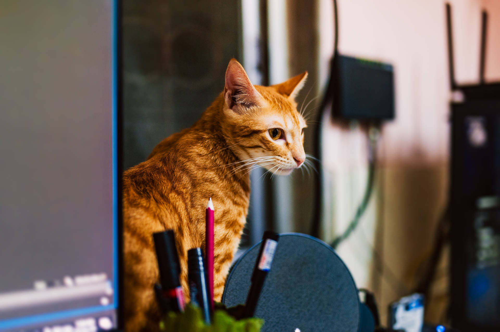 Cat Computer Ginger Tabby