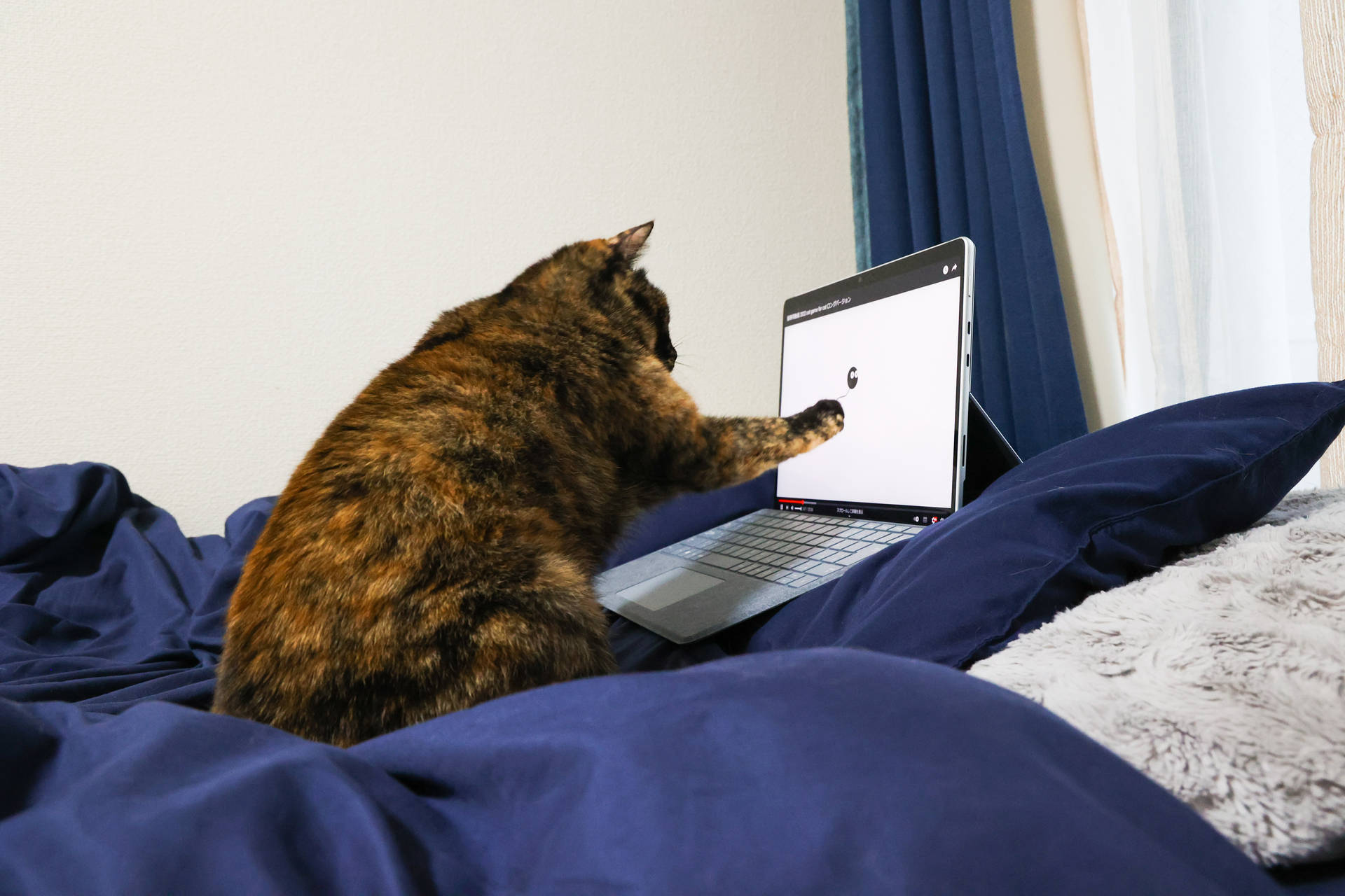Cat Computer In Bed