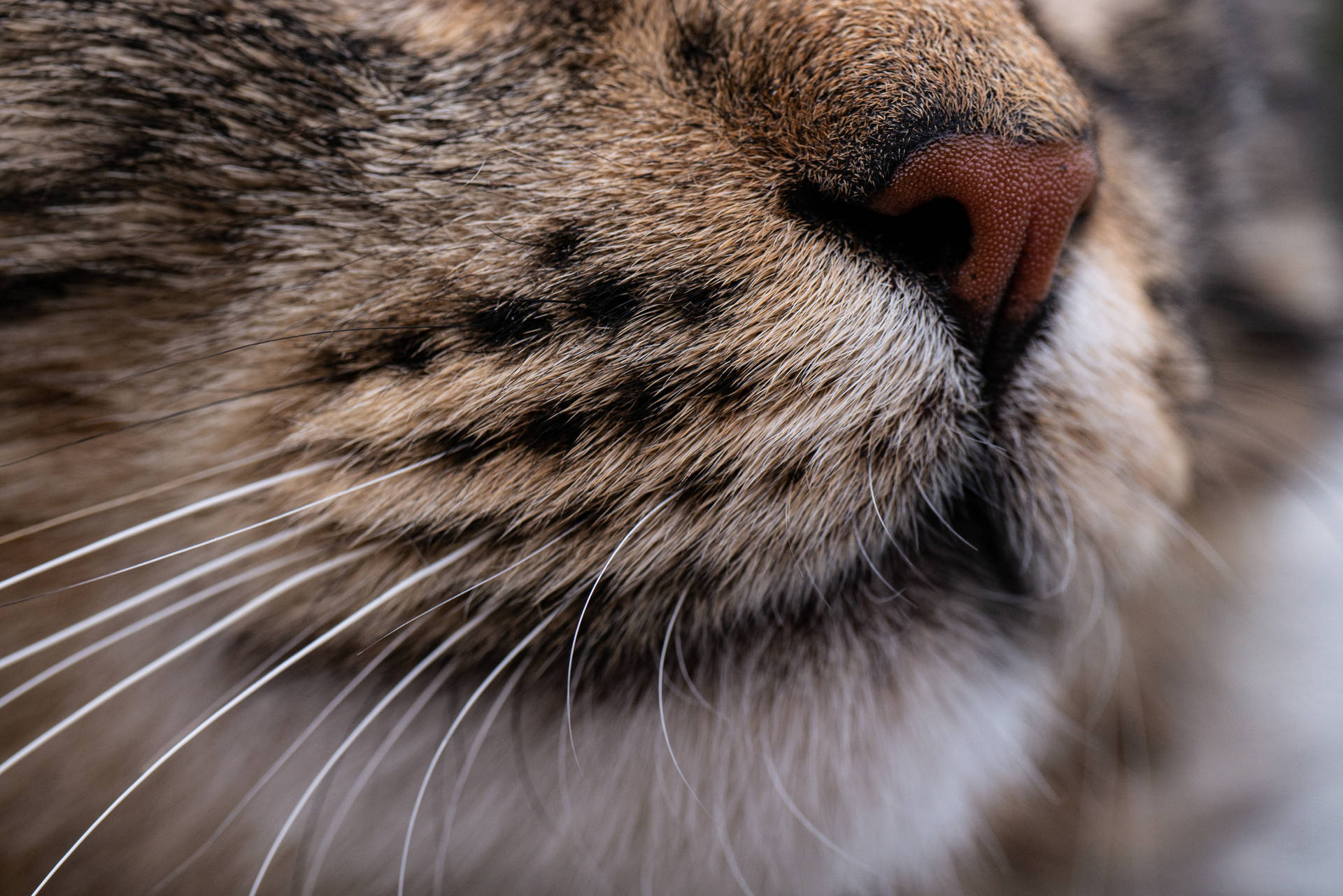 Cat Computer Snout Background