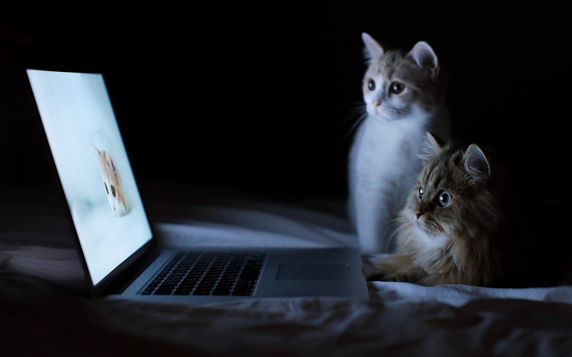Cat Computer Watching Background