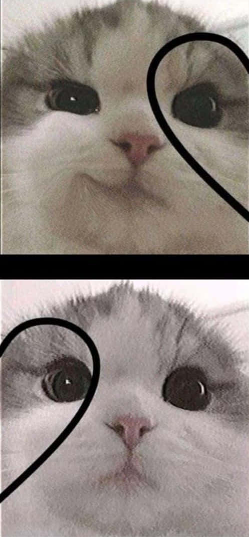 Cat Couple With Corresponding Heart Mark Background