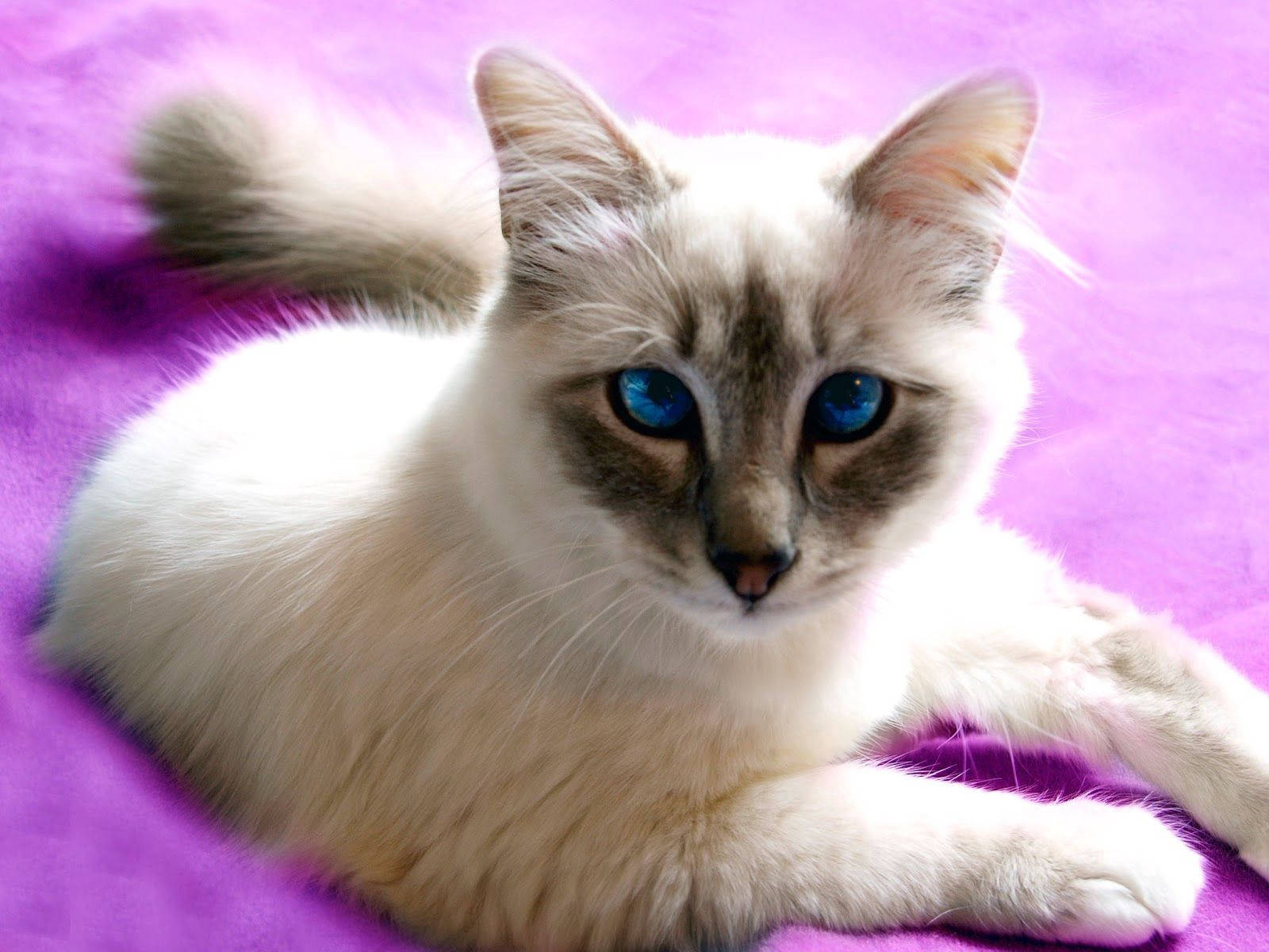 Cat, Cross-eyed, Face, Light Background
