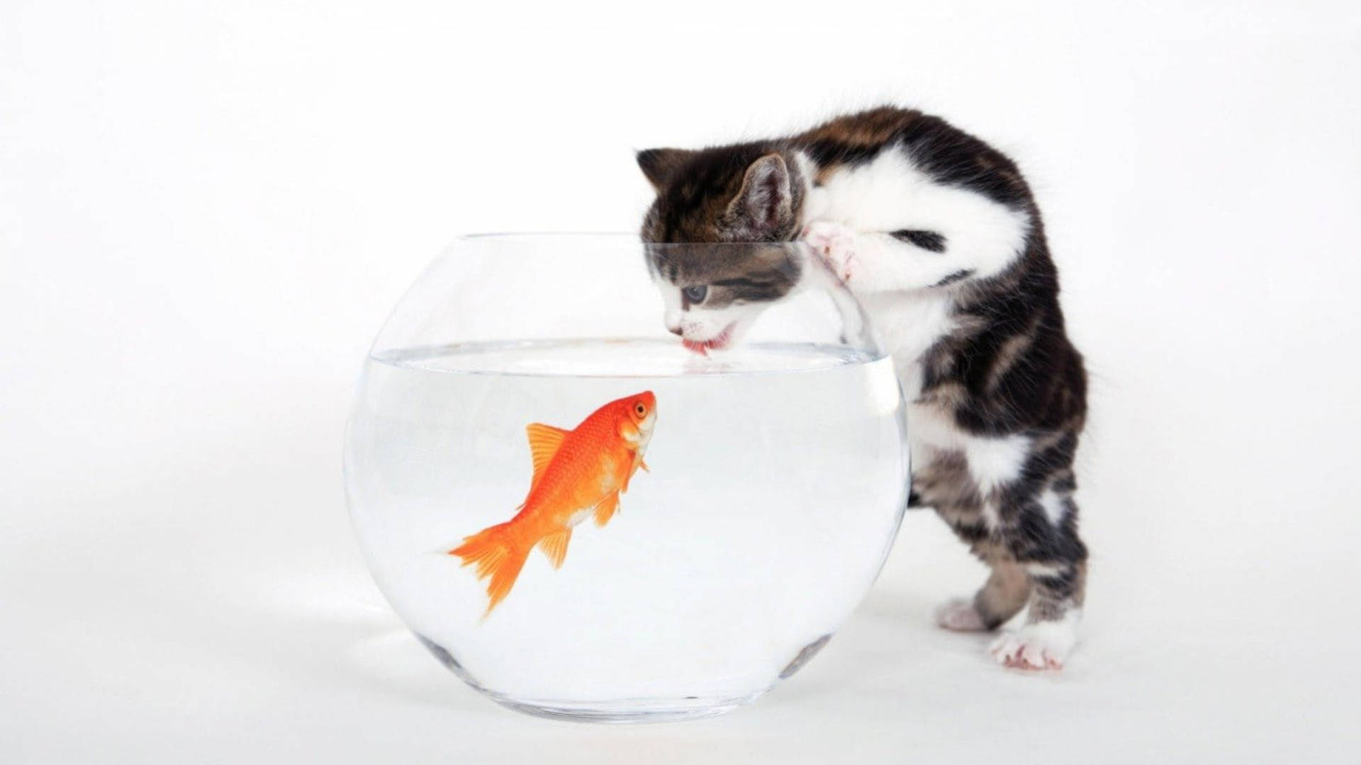 Cat Drinking Water From Fish Bowl