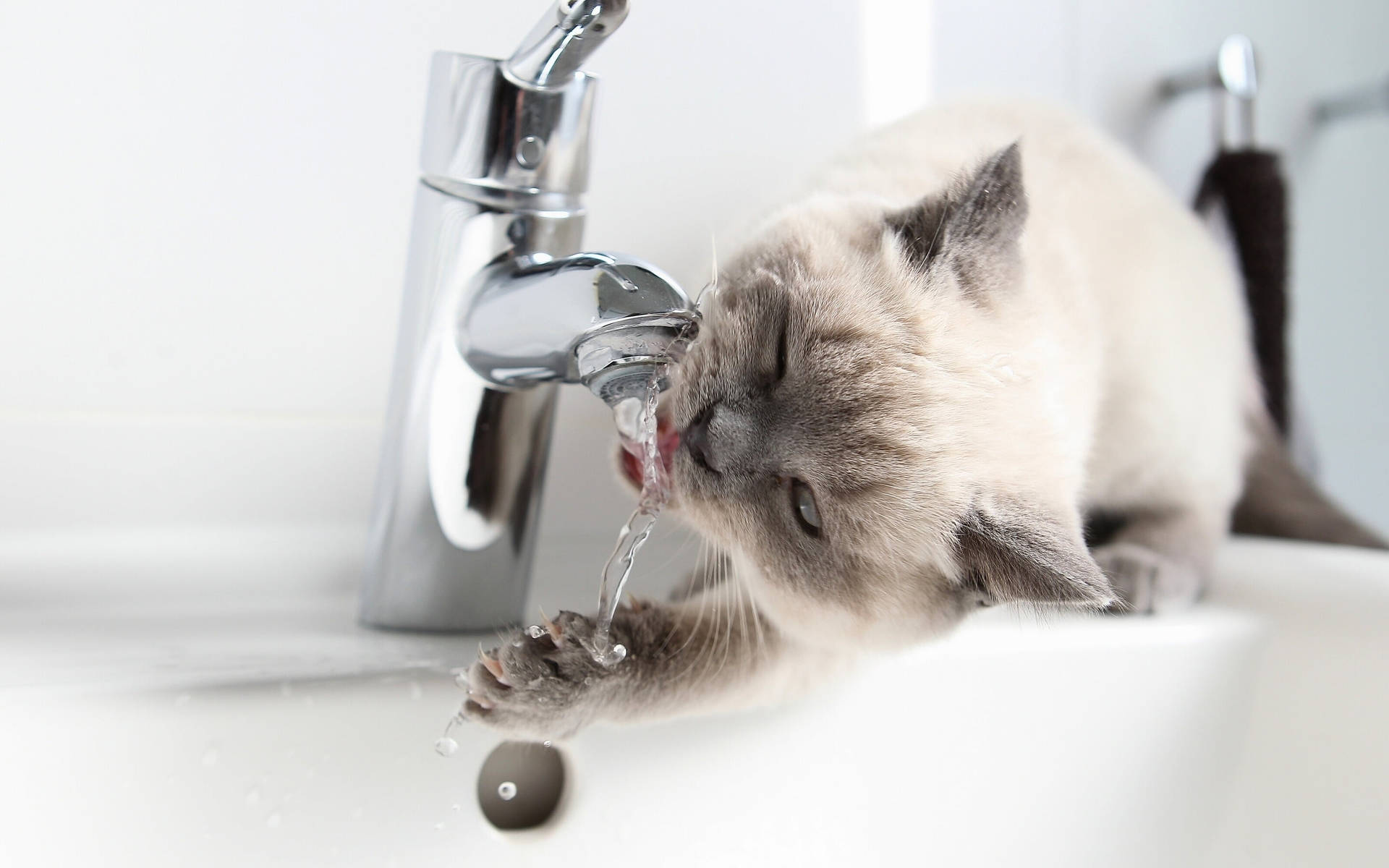 Cat Drinking Water From The Tap