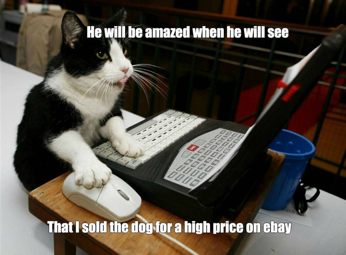 Cat Ebay Funny Meme Background