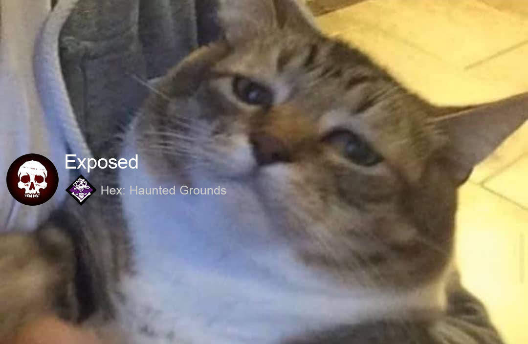 Cat Exposed Meme Pfp