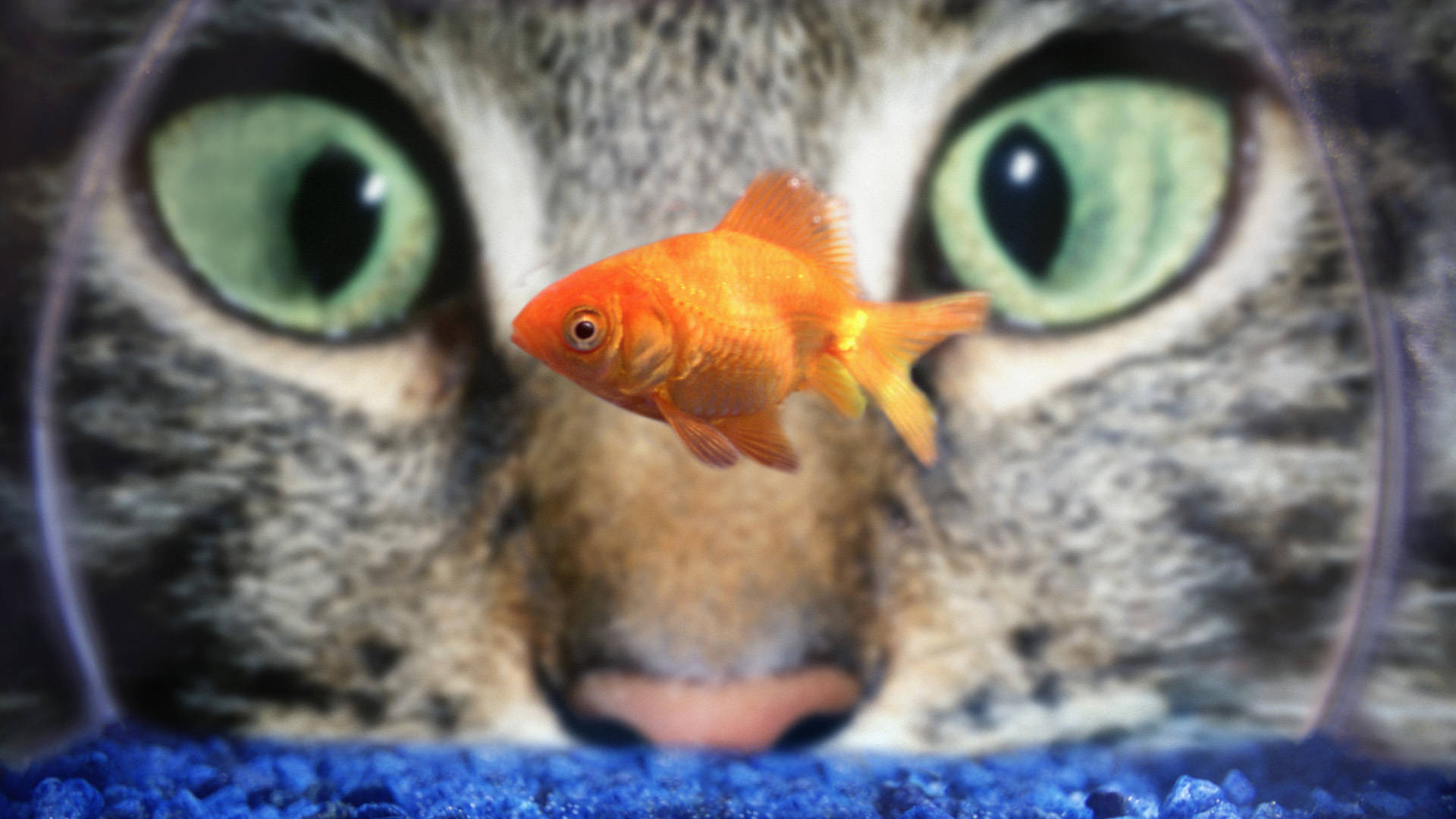 Cat Eyes Goldfish Background
