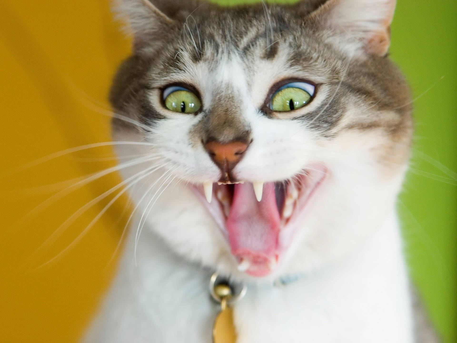 Cat Funny Face Background