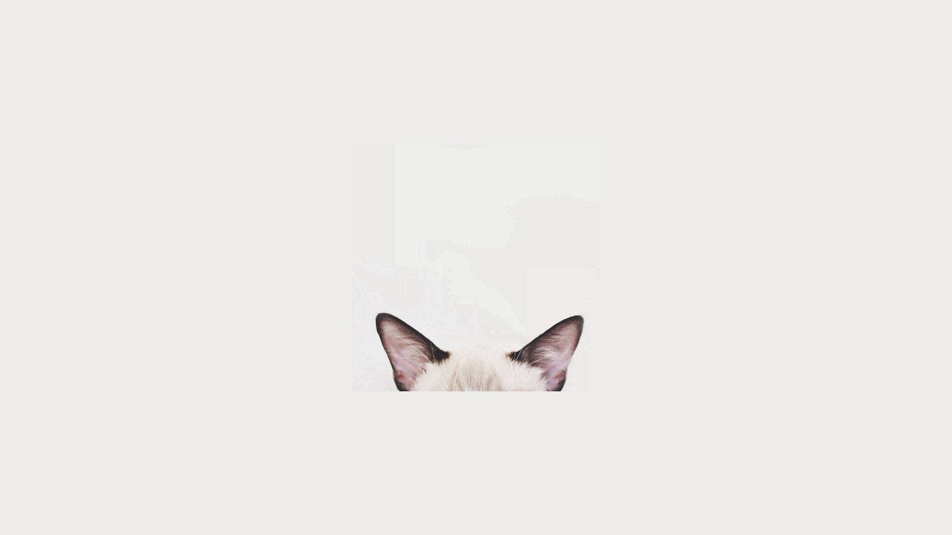 Cat Head Minimalist Aesthetic Laptop Background