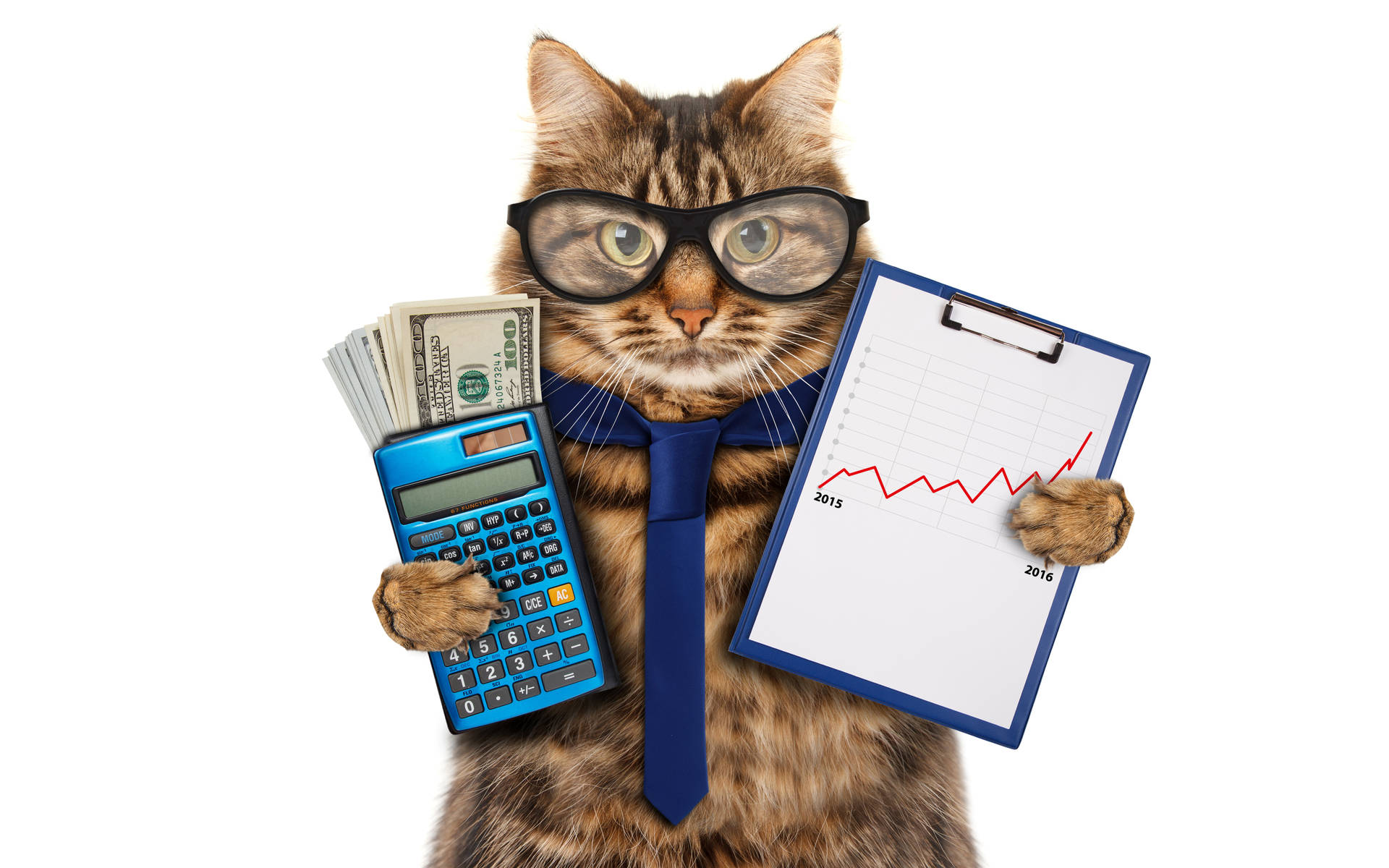 Cat Holding A Calculator