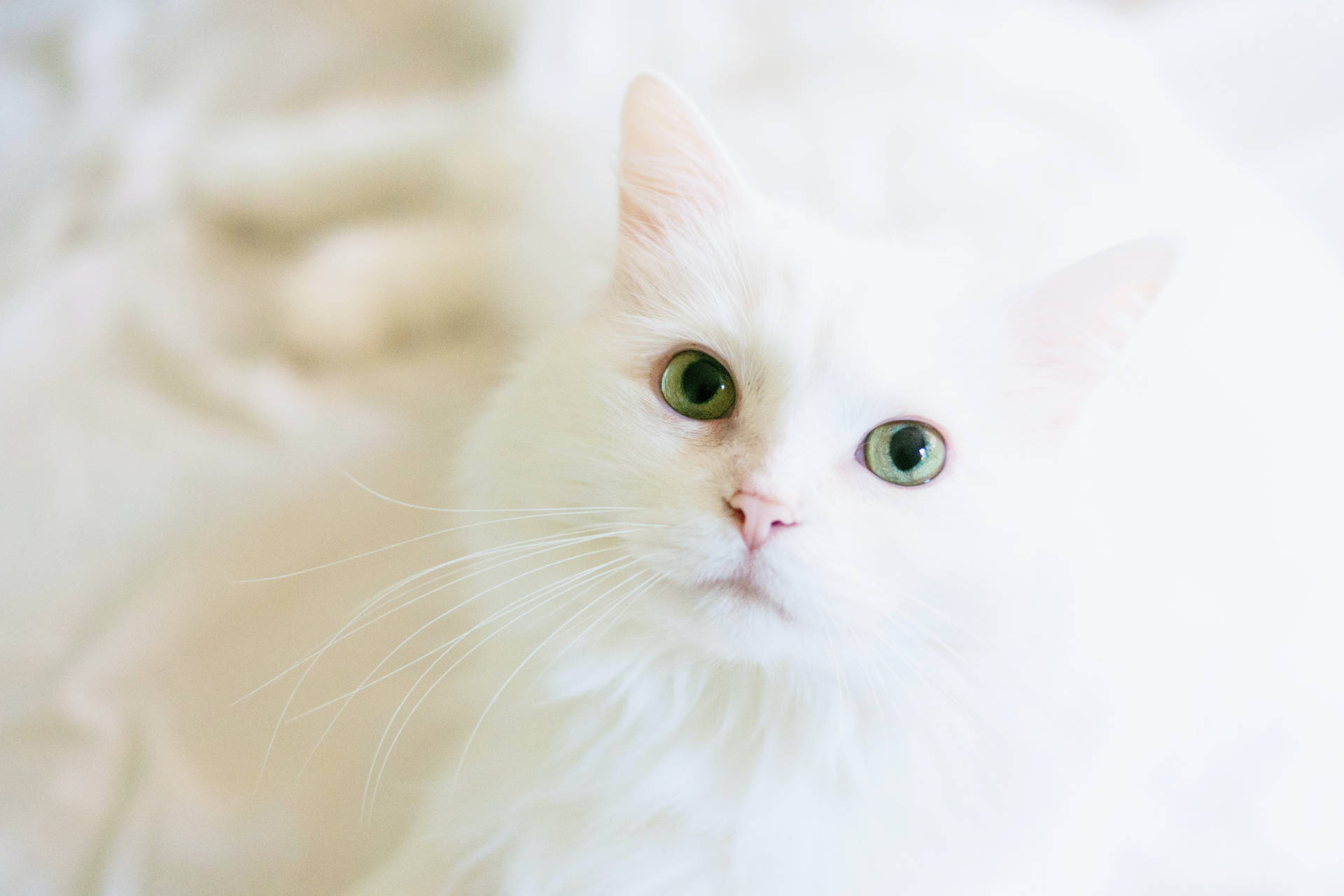 Cat In White Background Background
