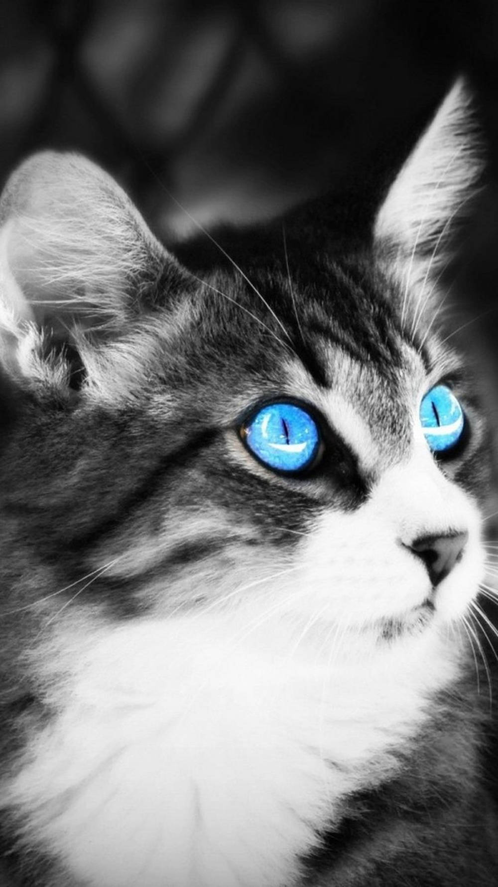 Cat Iphone Ojos Azules Blue Eyes