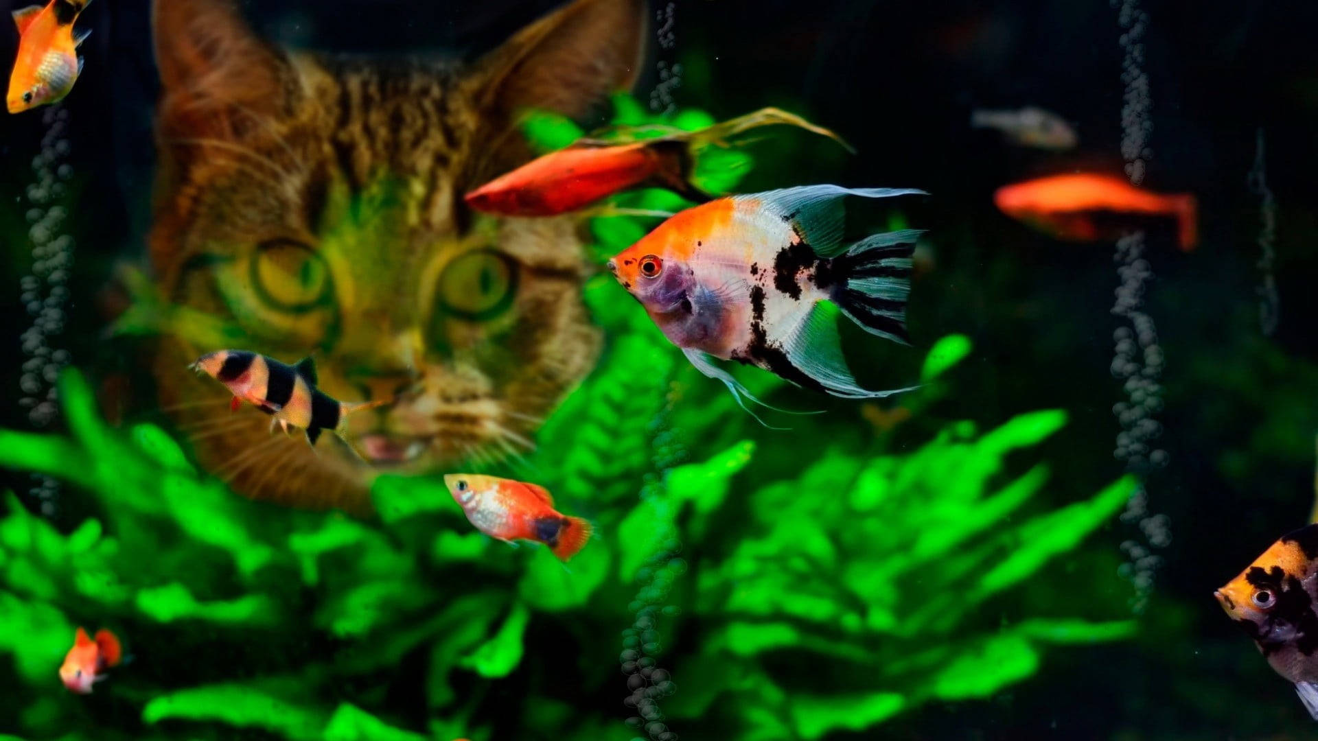 Cat Looking At Tropical Fish Background