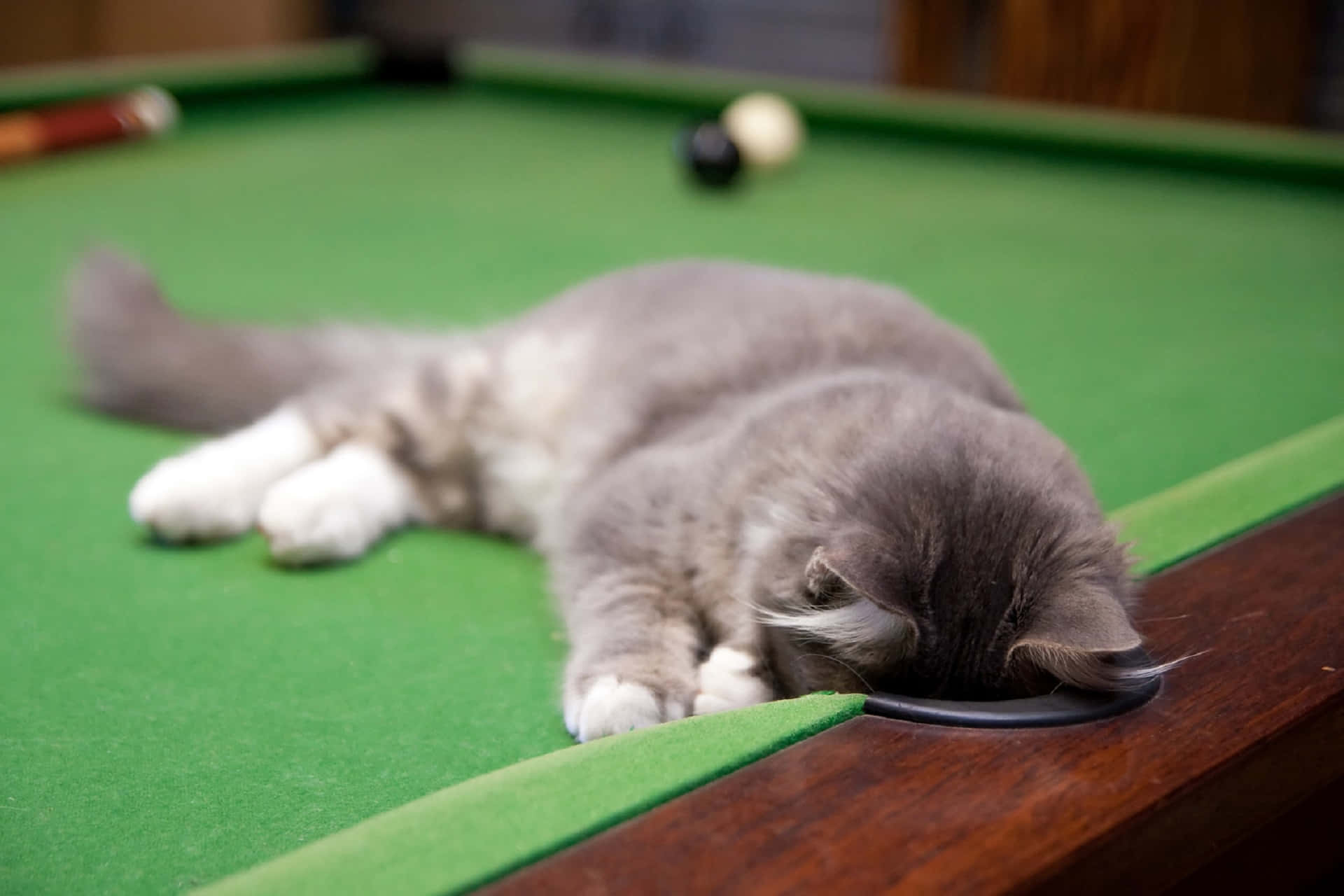 Cat Lying On Pool Table