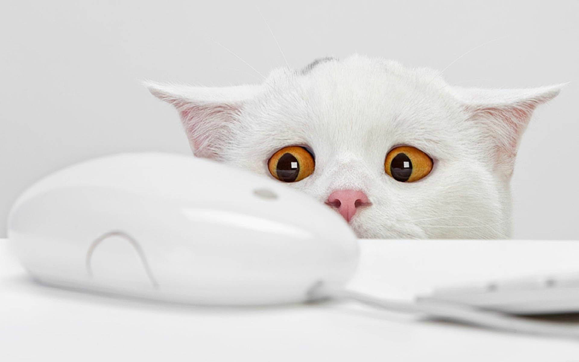 Cat Mouse Funny Desktop Background