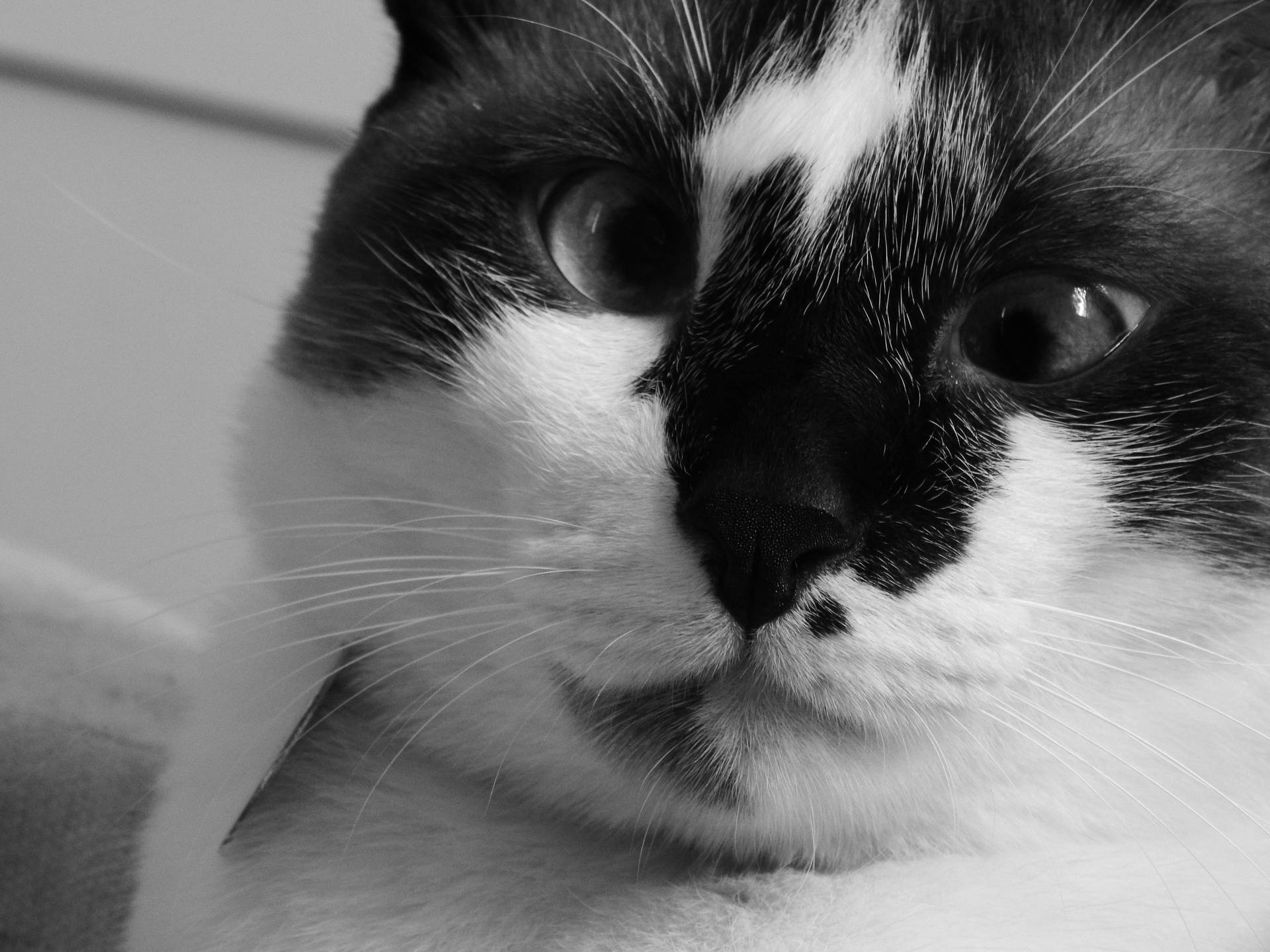 Cat, Muzzle, Cross-eyed, Bw Background
