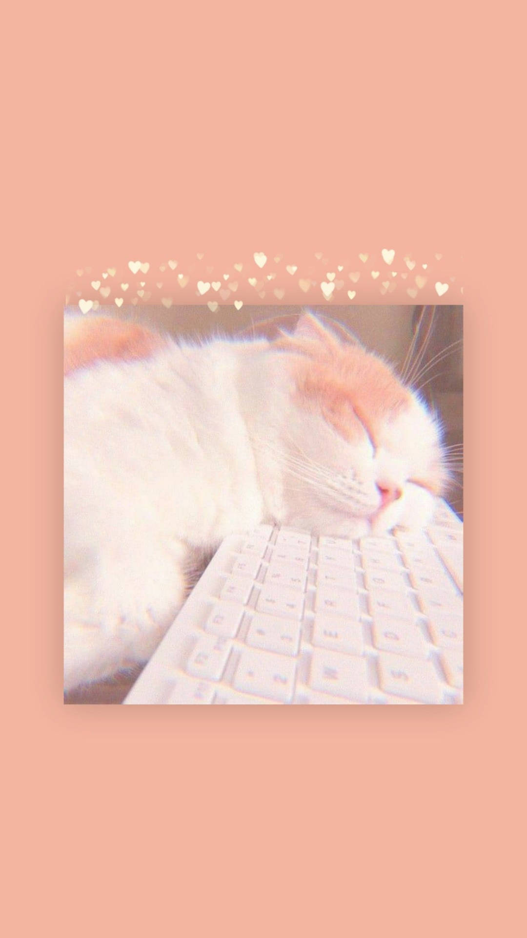 Cat Nap Keyboard Aesthetic Background