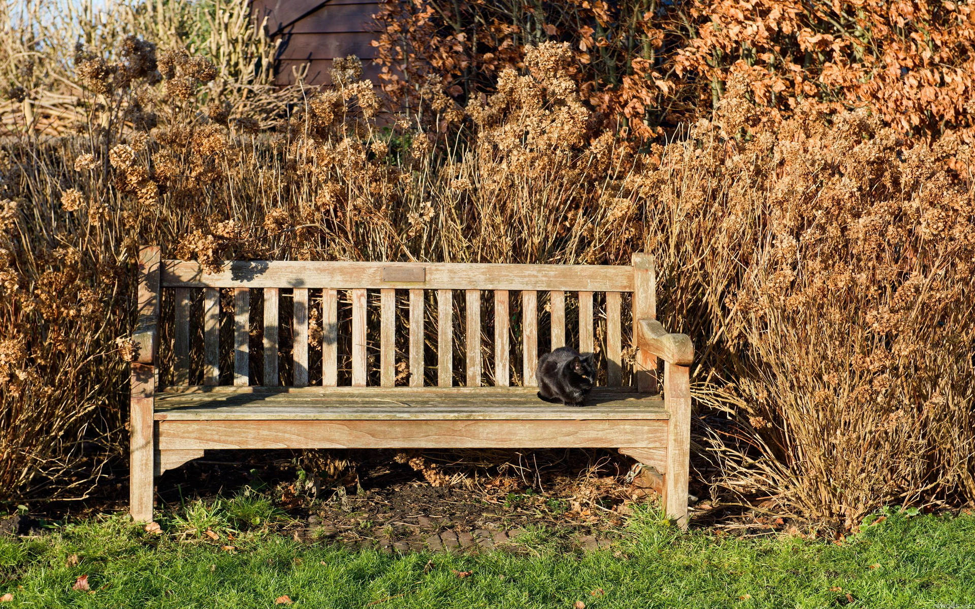 Cat On Old Bench Background