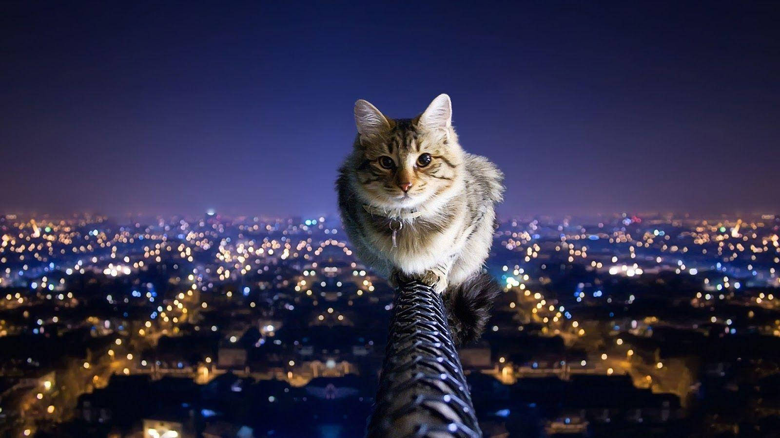 Cat On Pole Cool Hd Background