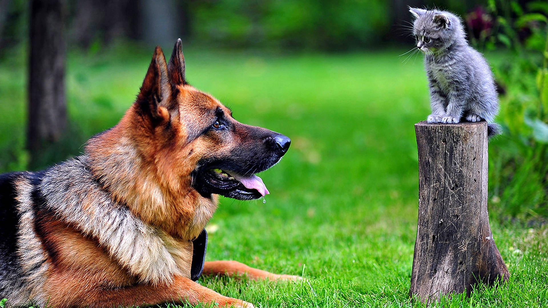 Cat On Trunk And Dog Background