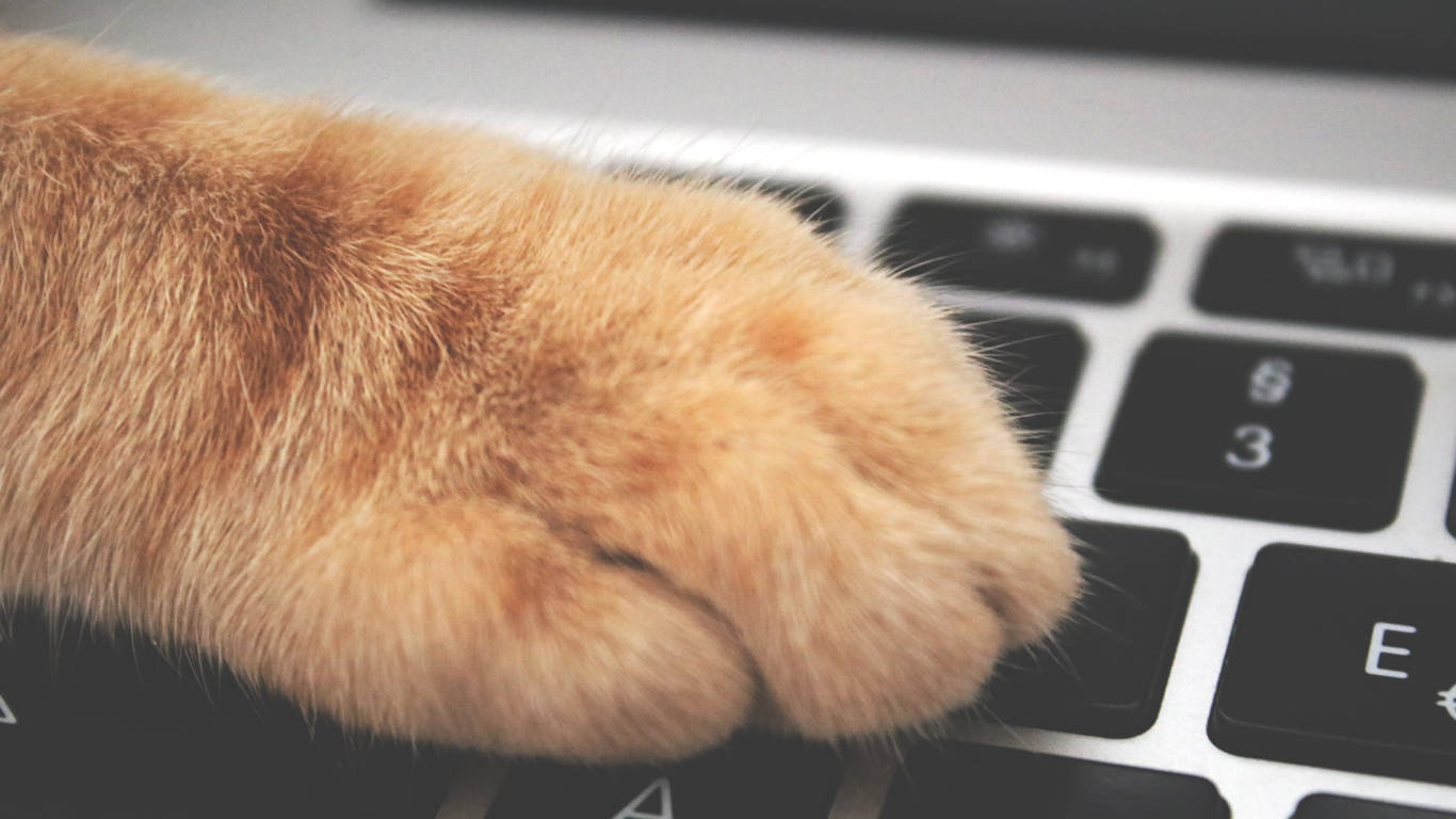 Cat Paw Minimalist Keyboard Background