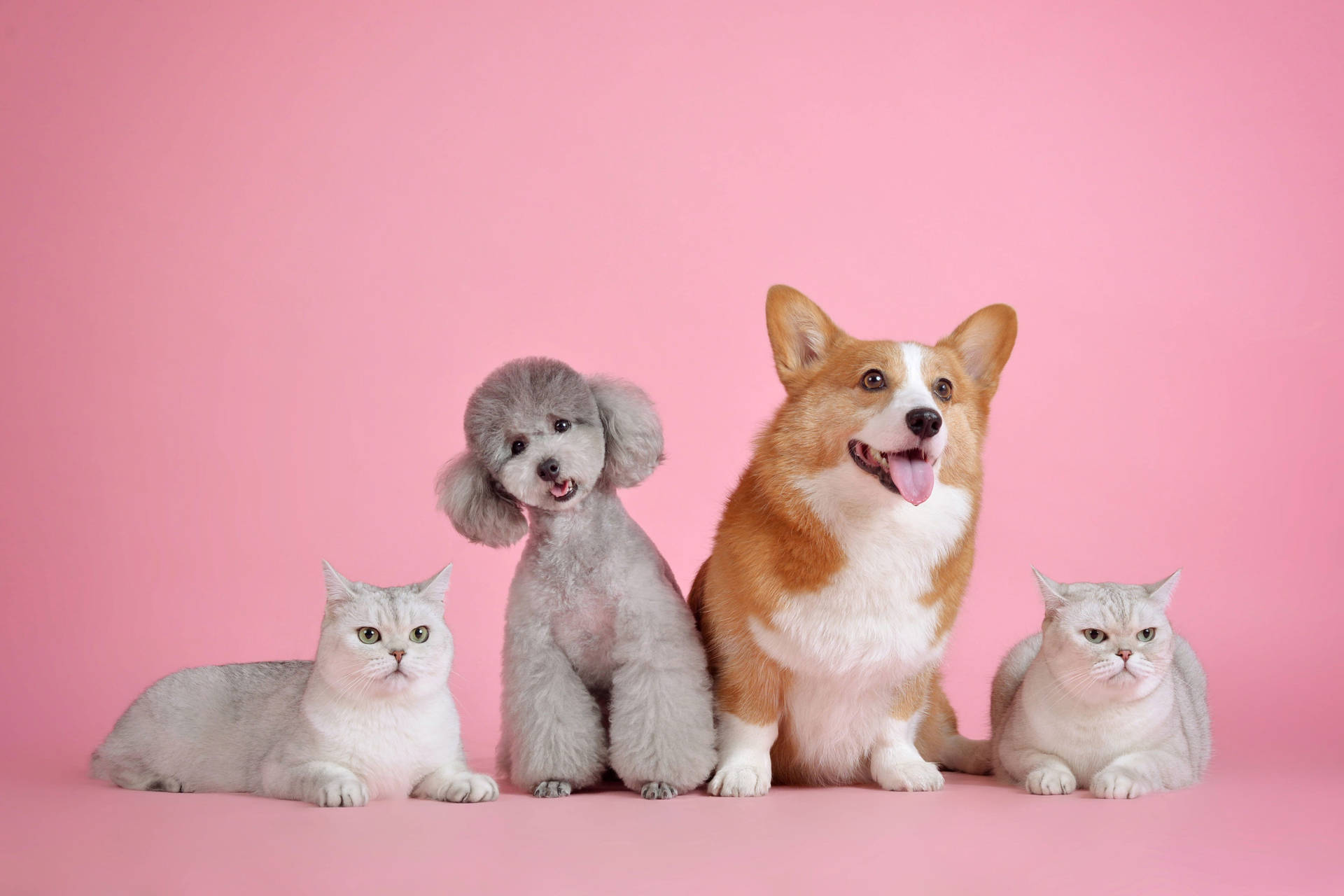 Cat Persian And Dog Poodle Corgi Background