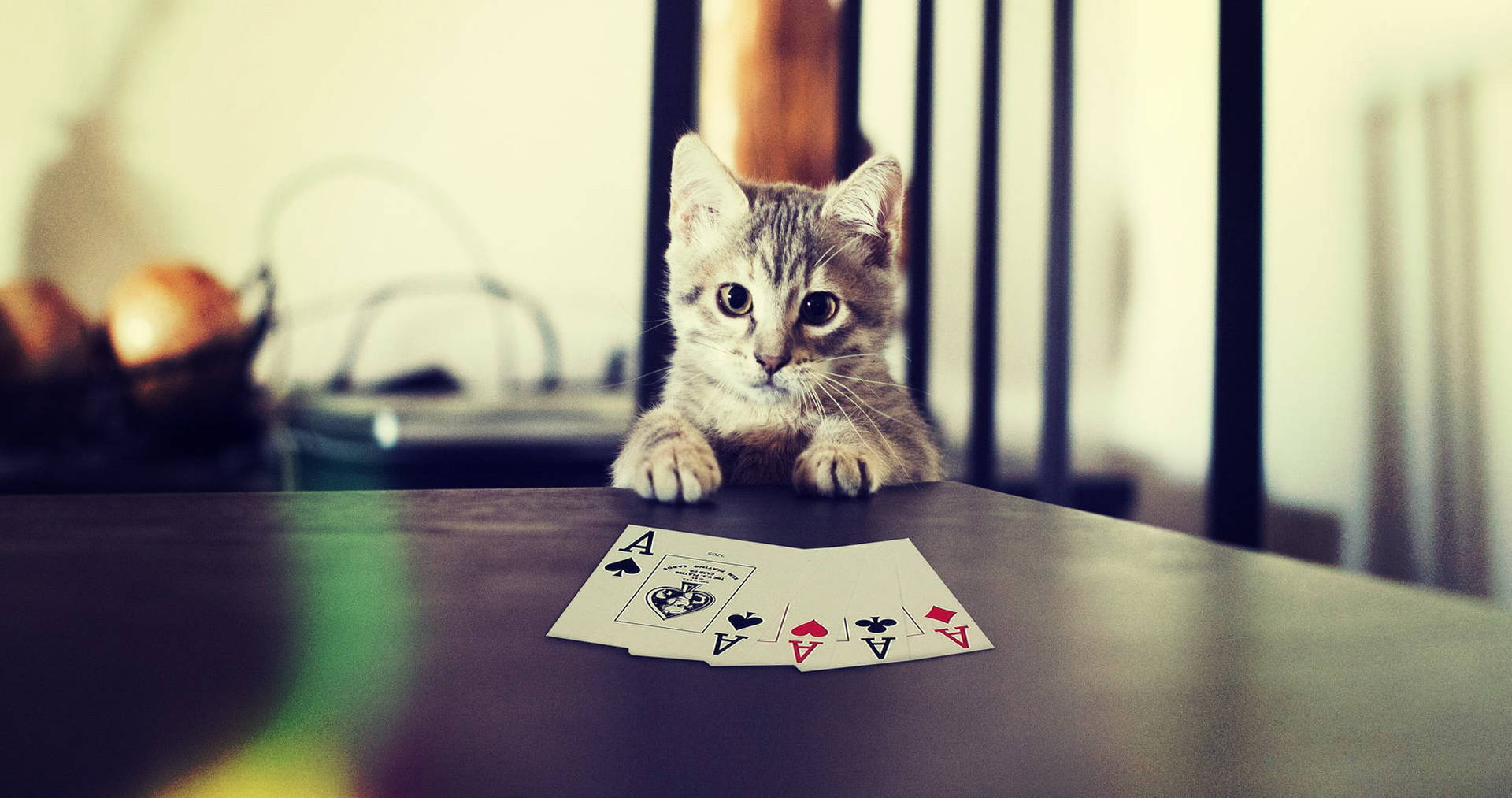 Cat Playing Cards