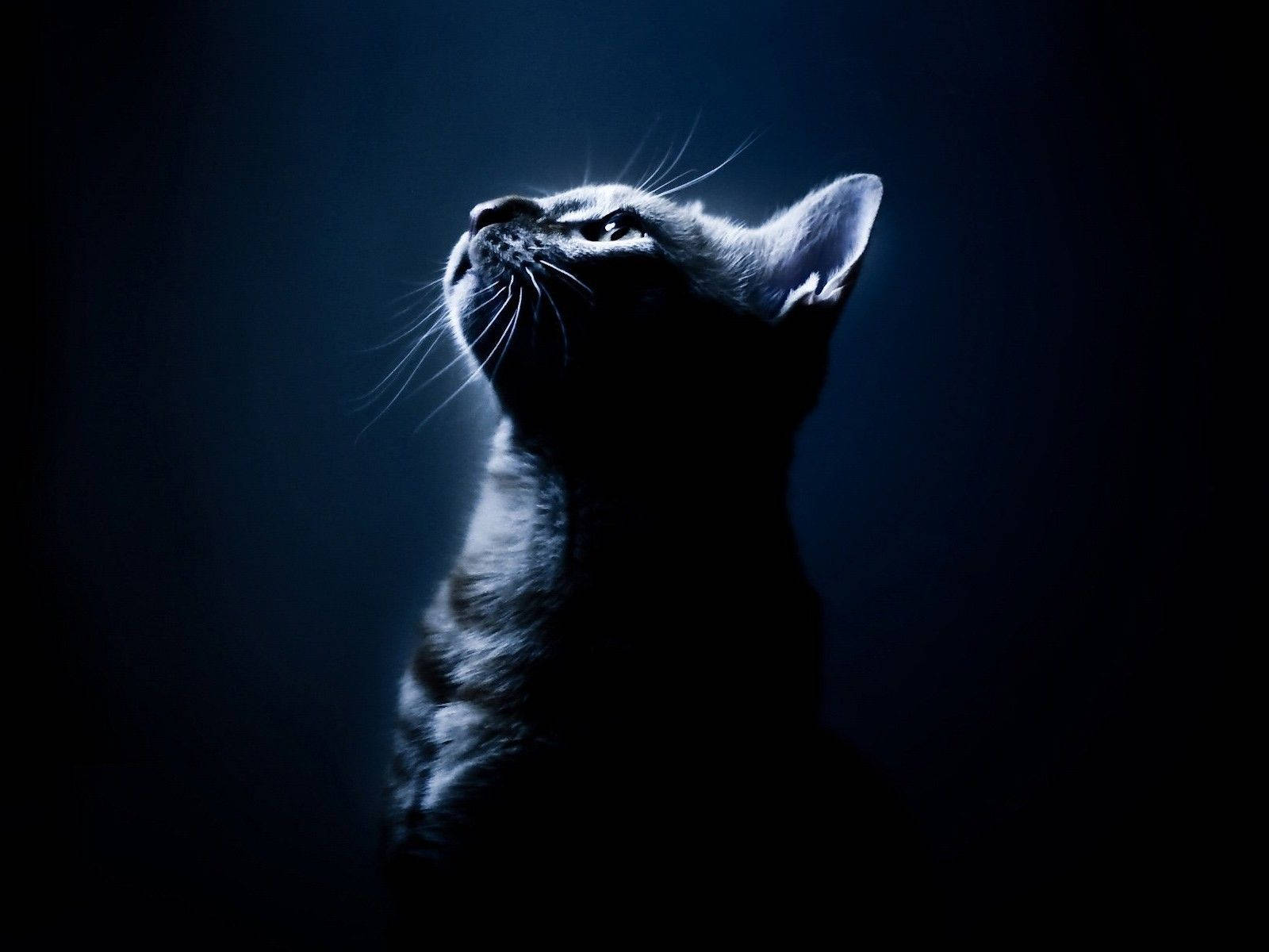 Cat Portrait Aesthetic Dark Blue Hd Background