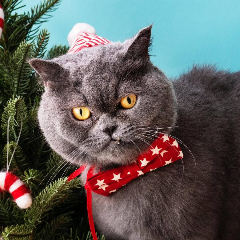 Cat Red Bow Tie Funny Christmas Background