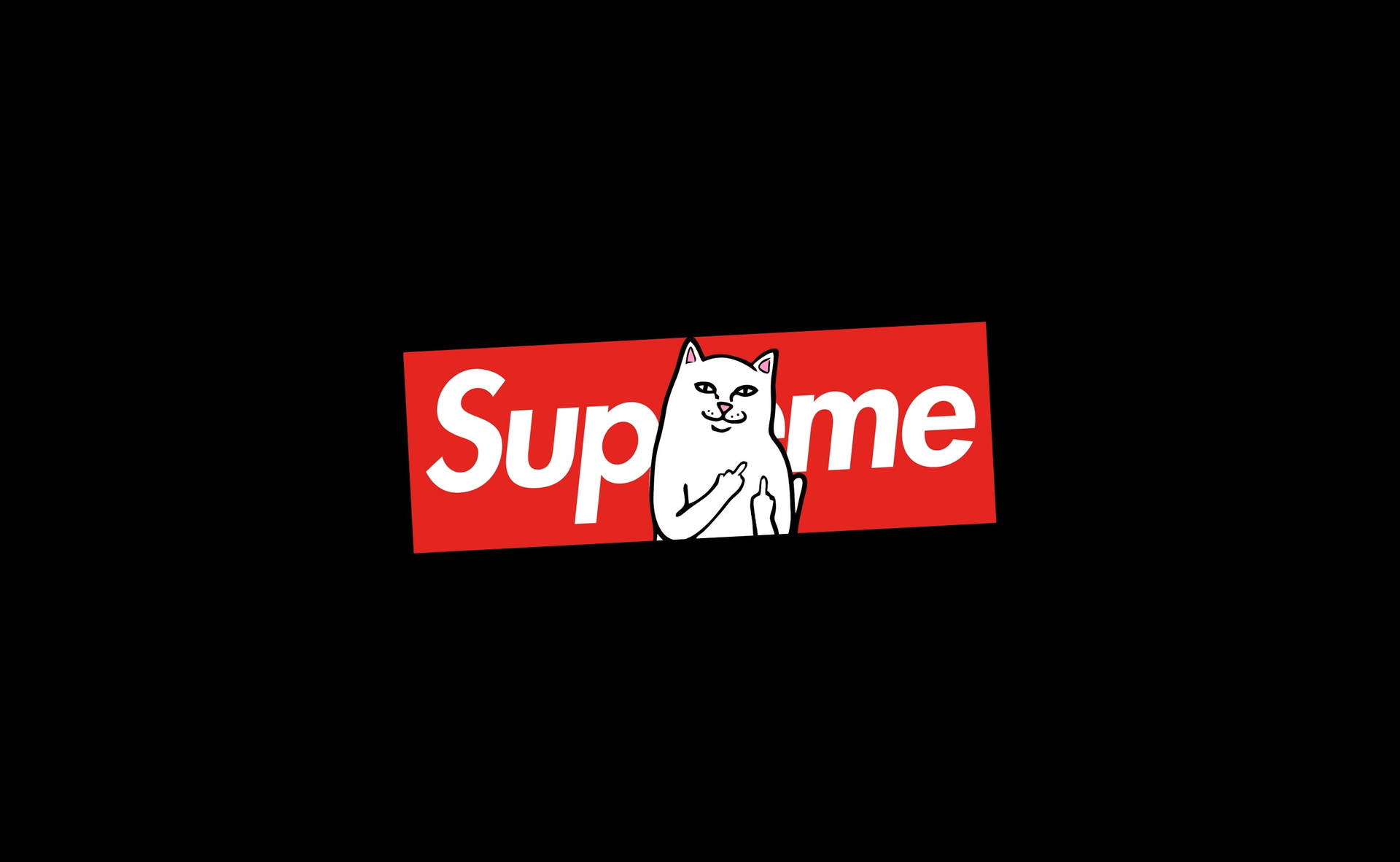 Cat Sitting On Supreme Laptop Background