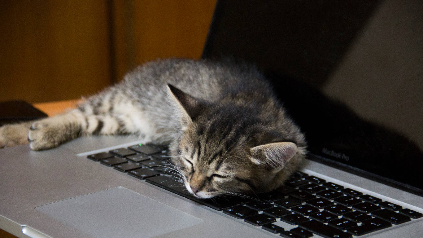 Cat Sleeping On Keyboard Background