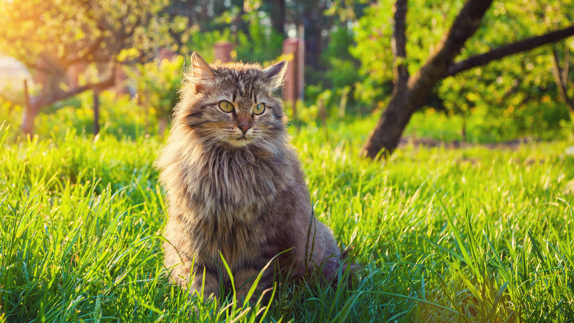 Cat Sunny Day Background