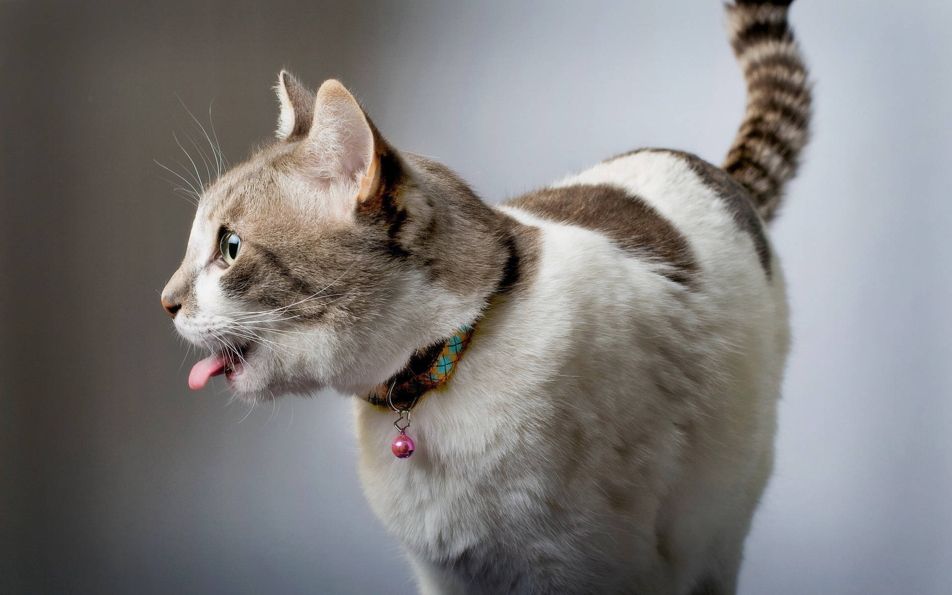 Cat Tongue Sticking Out Background