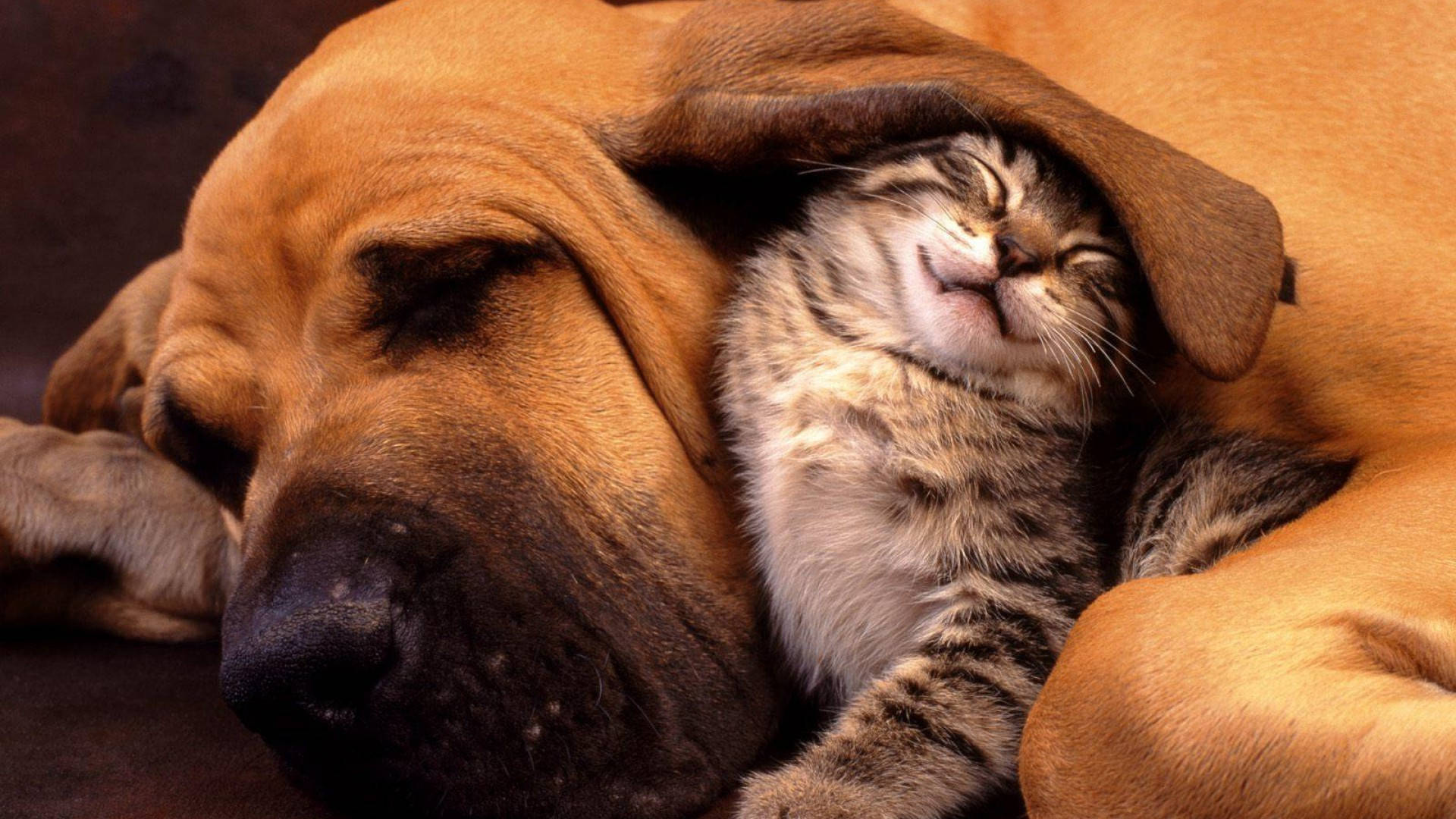 Cat Under The Dog’s Ear Background