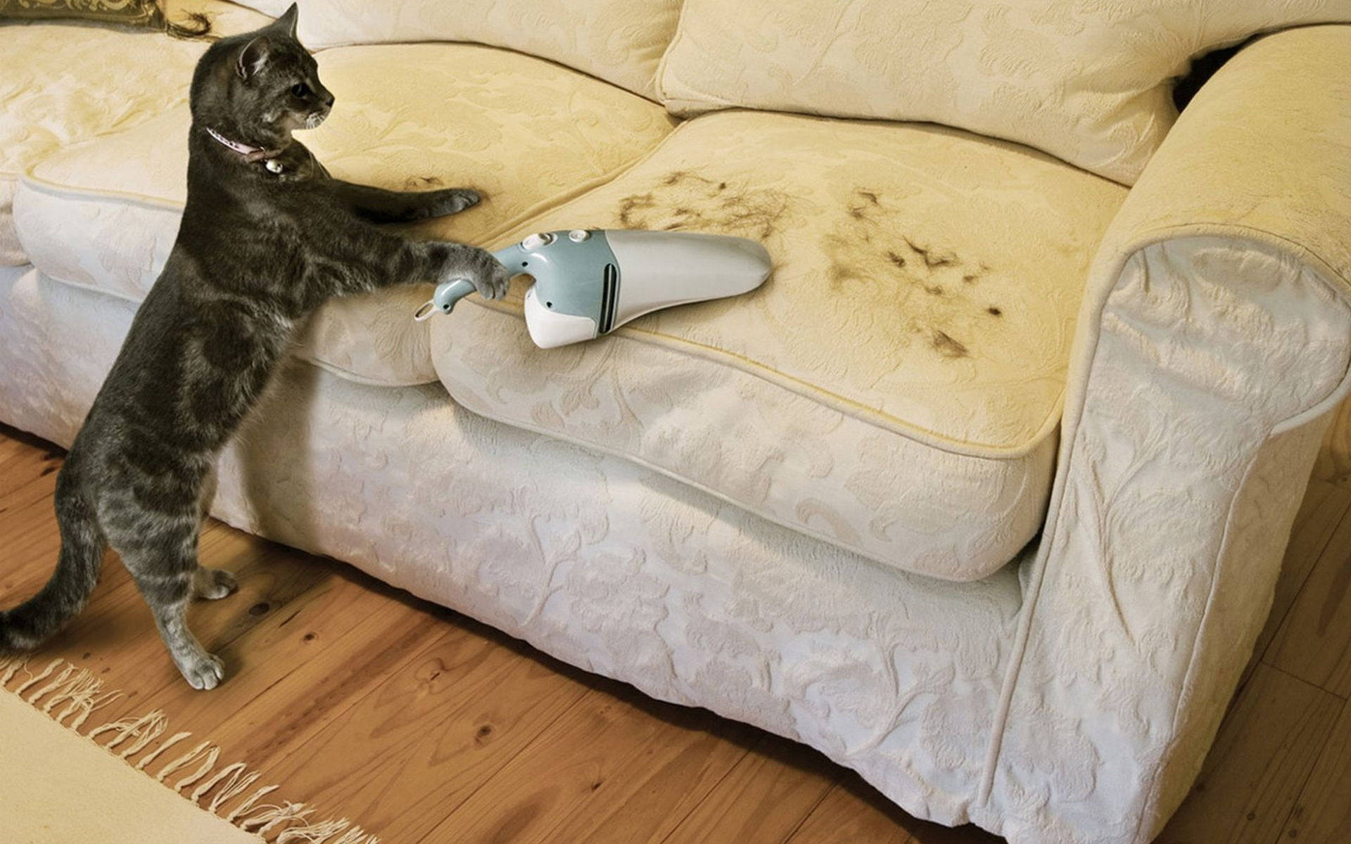 Cat Vacuuming Sofa House Cleaning Background