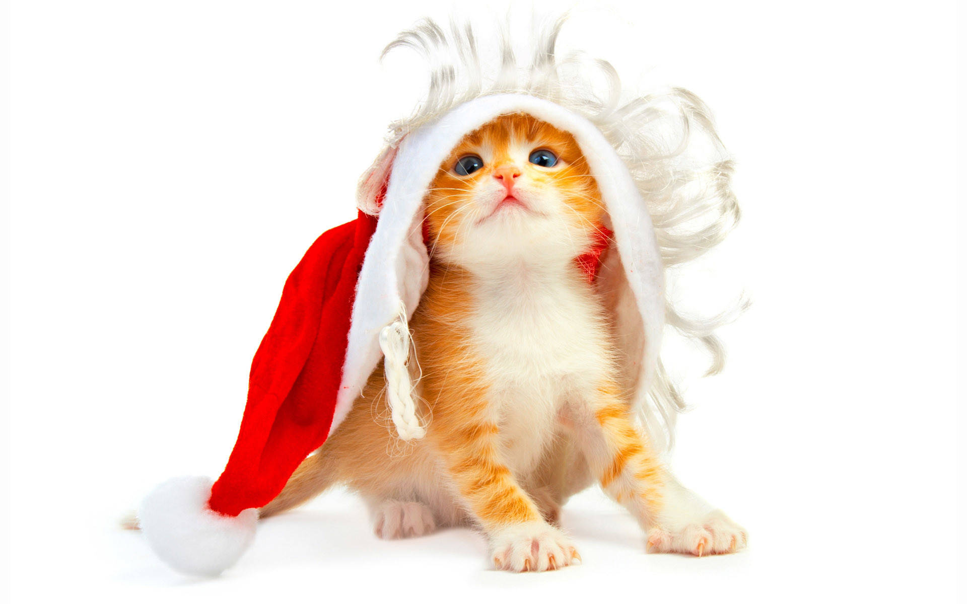 Cat Wearing Santa Hat Funny Christmas Background
