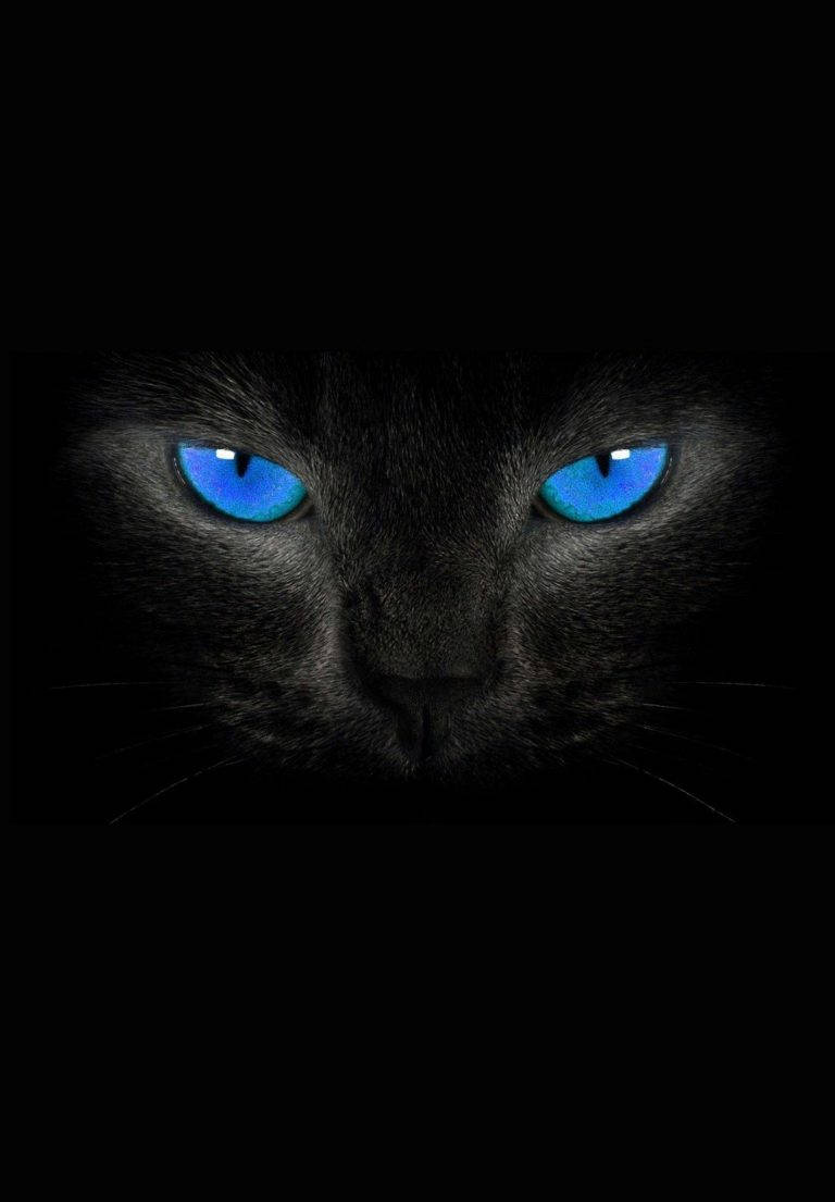 Cat With Blue Eyes Ipad 2021