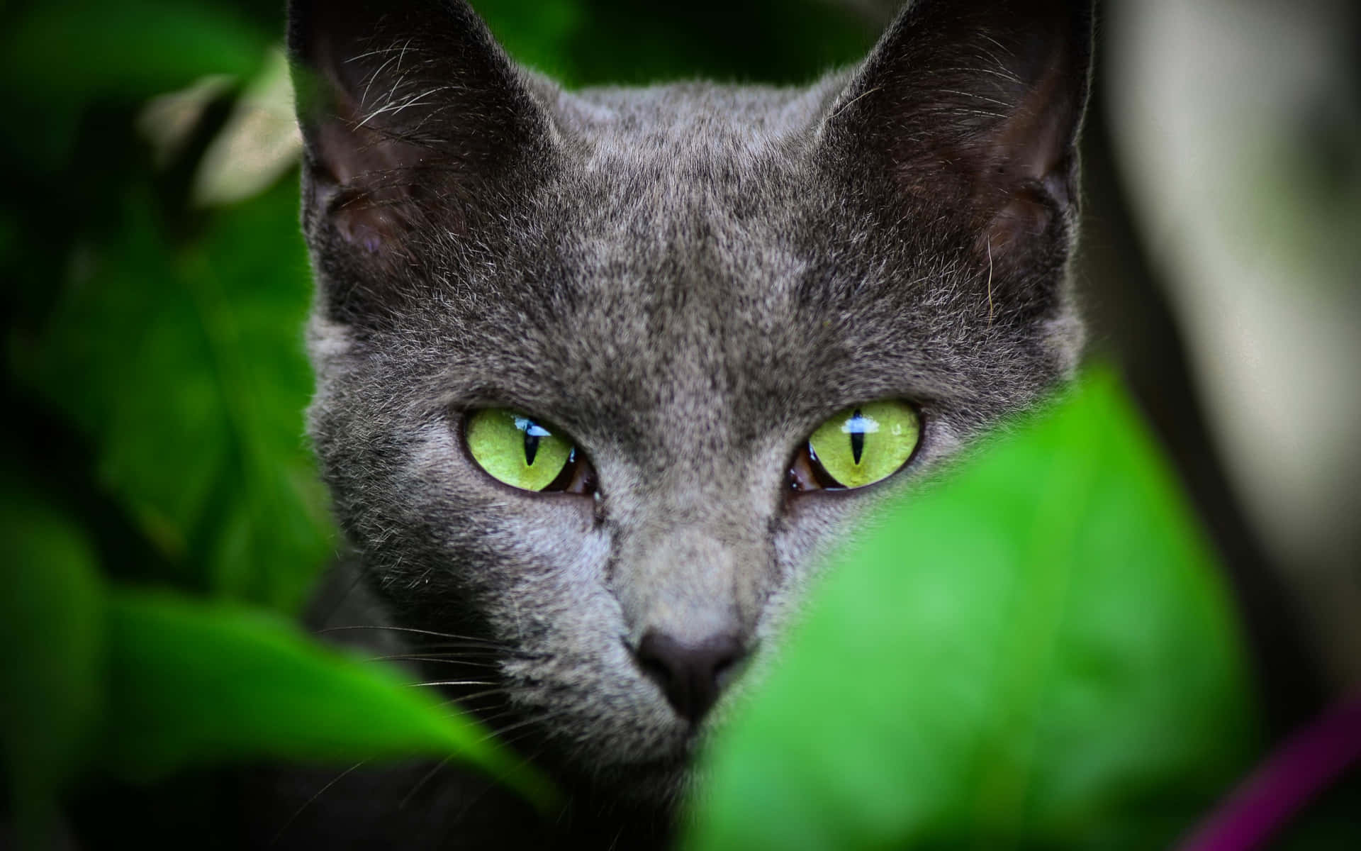 Cat With Emerald Green Eyes