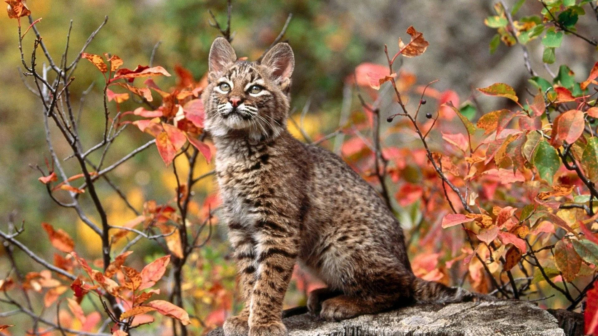 Cat With Fall Season Plants Background