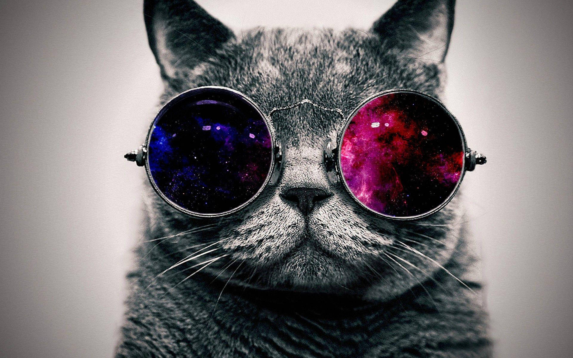 Cat With Galaxy Eyeglasses Cool Hd
