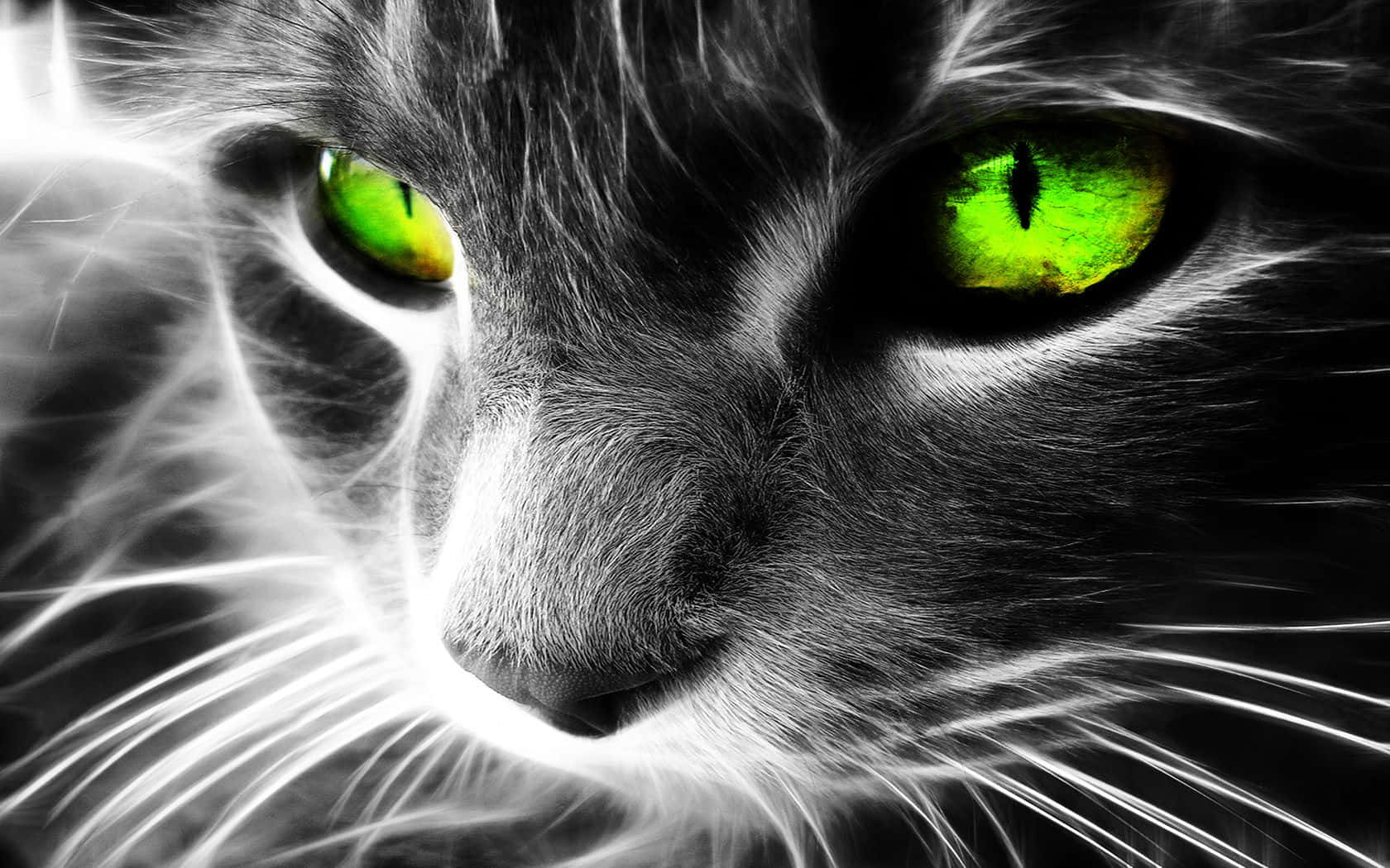 Cat With Neon Green Eyes