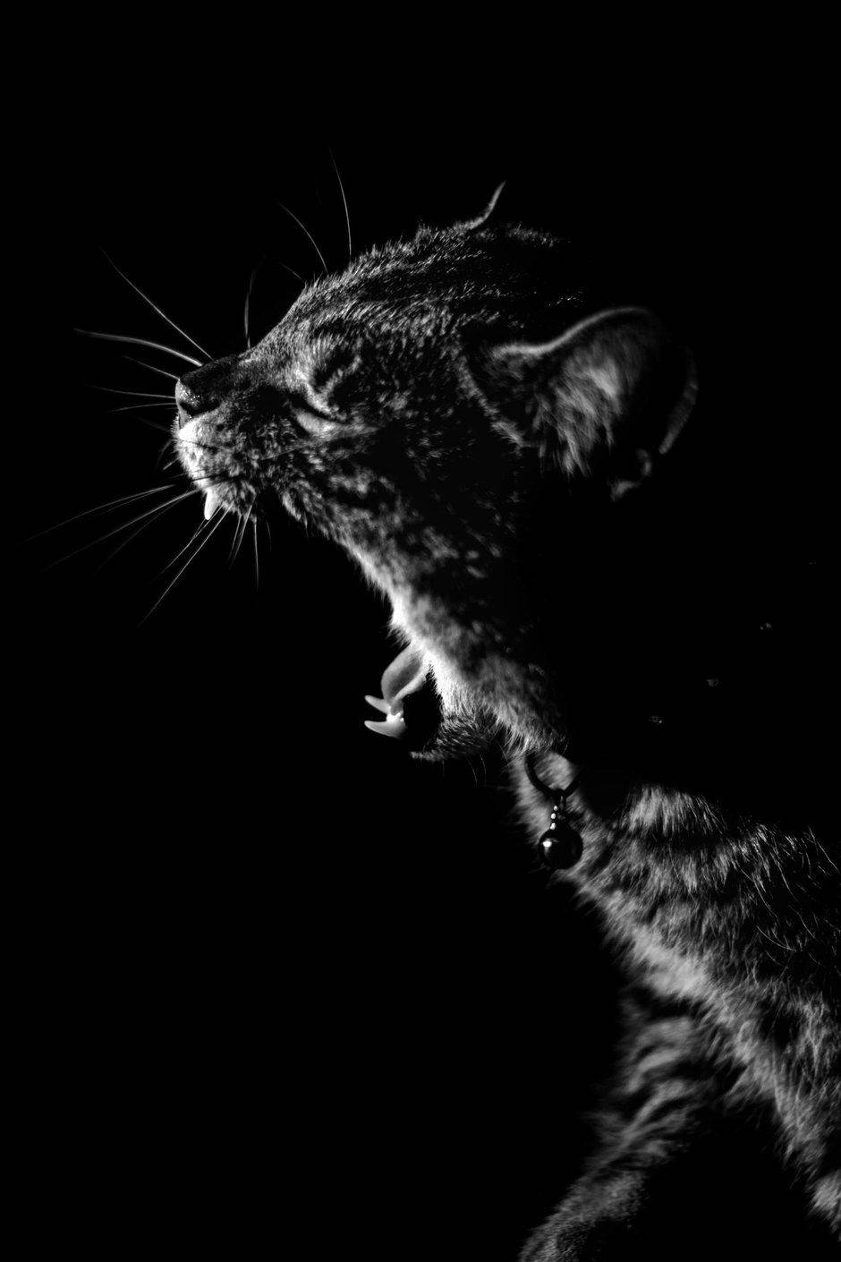 Cat Yawning For Beautiful Dark Background