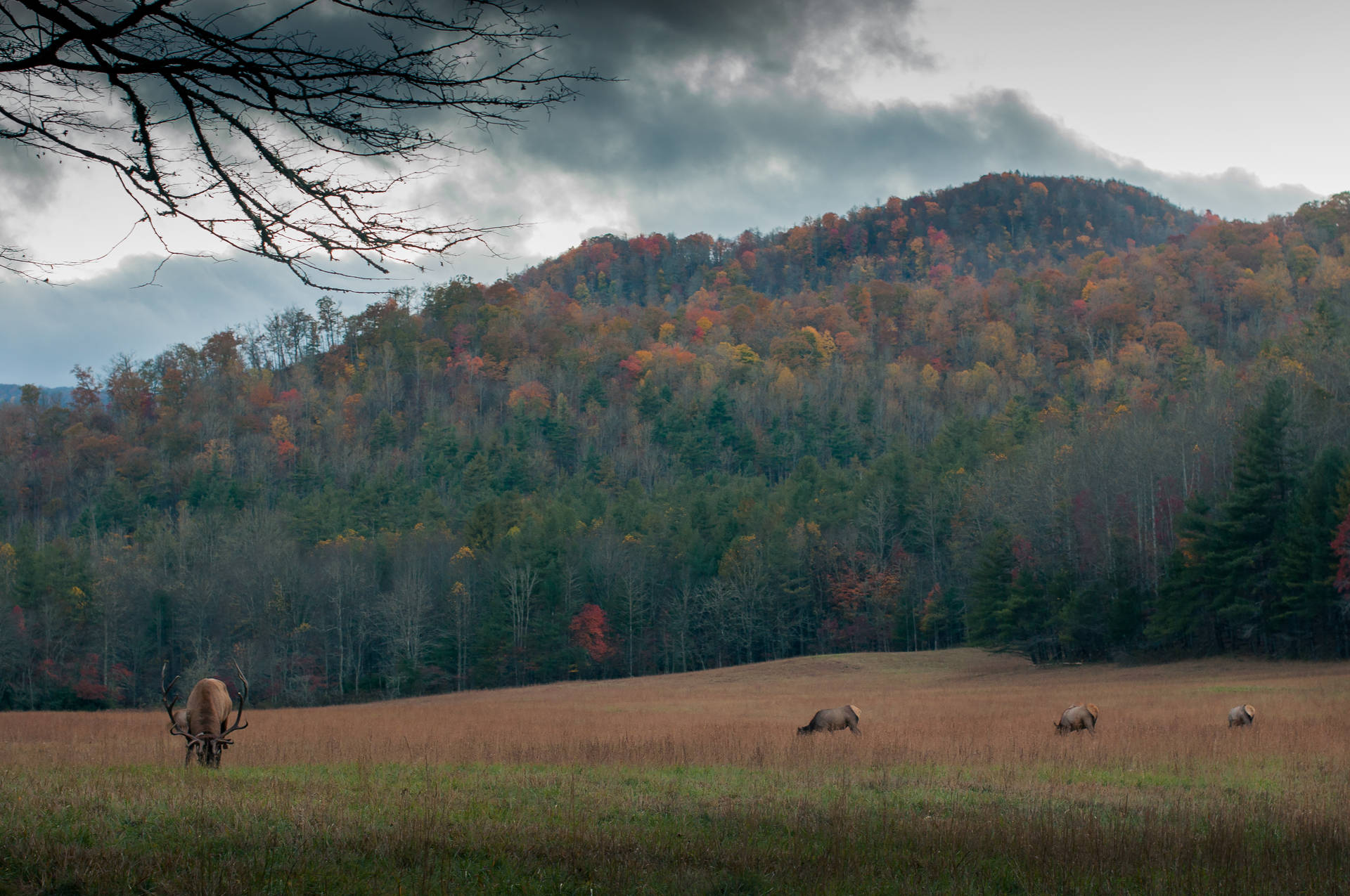 Download Cataloochee Valley Fall Desktop Background | ManyBackgrounds.com