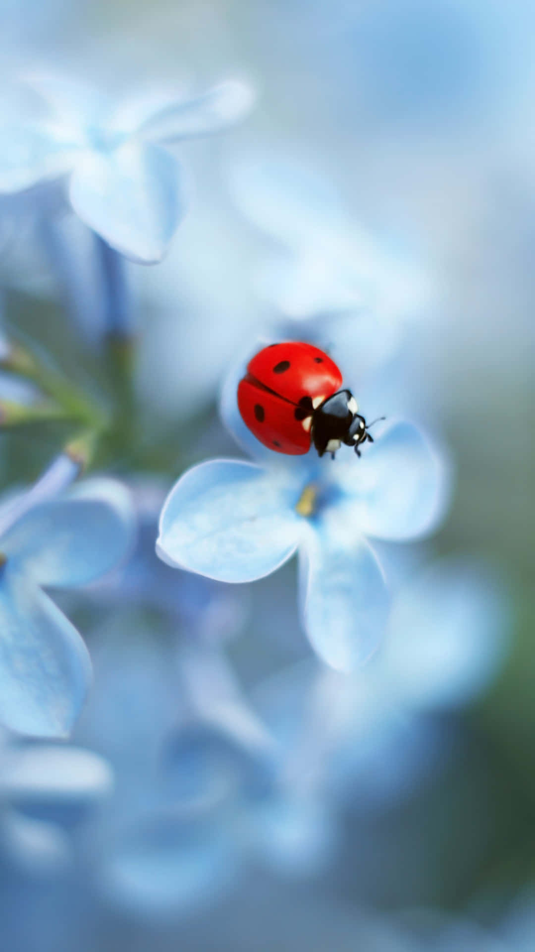 Catch A Ladybug With Your Iphone Background