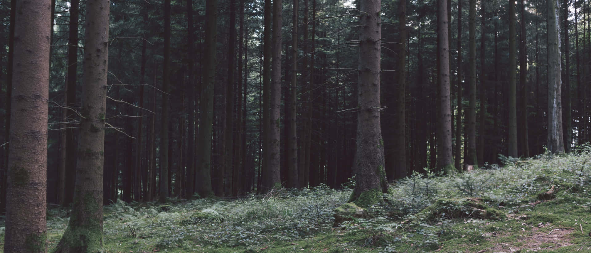 Catch Nature By Surprise With This Ultra Wide Vista Background