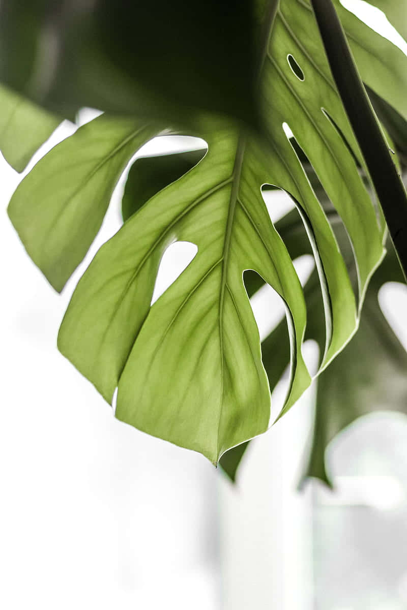 Catching The Sunlight: A Vibrant Green Monstera Leaf Basking Under The Radiant Rays.