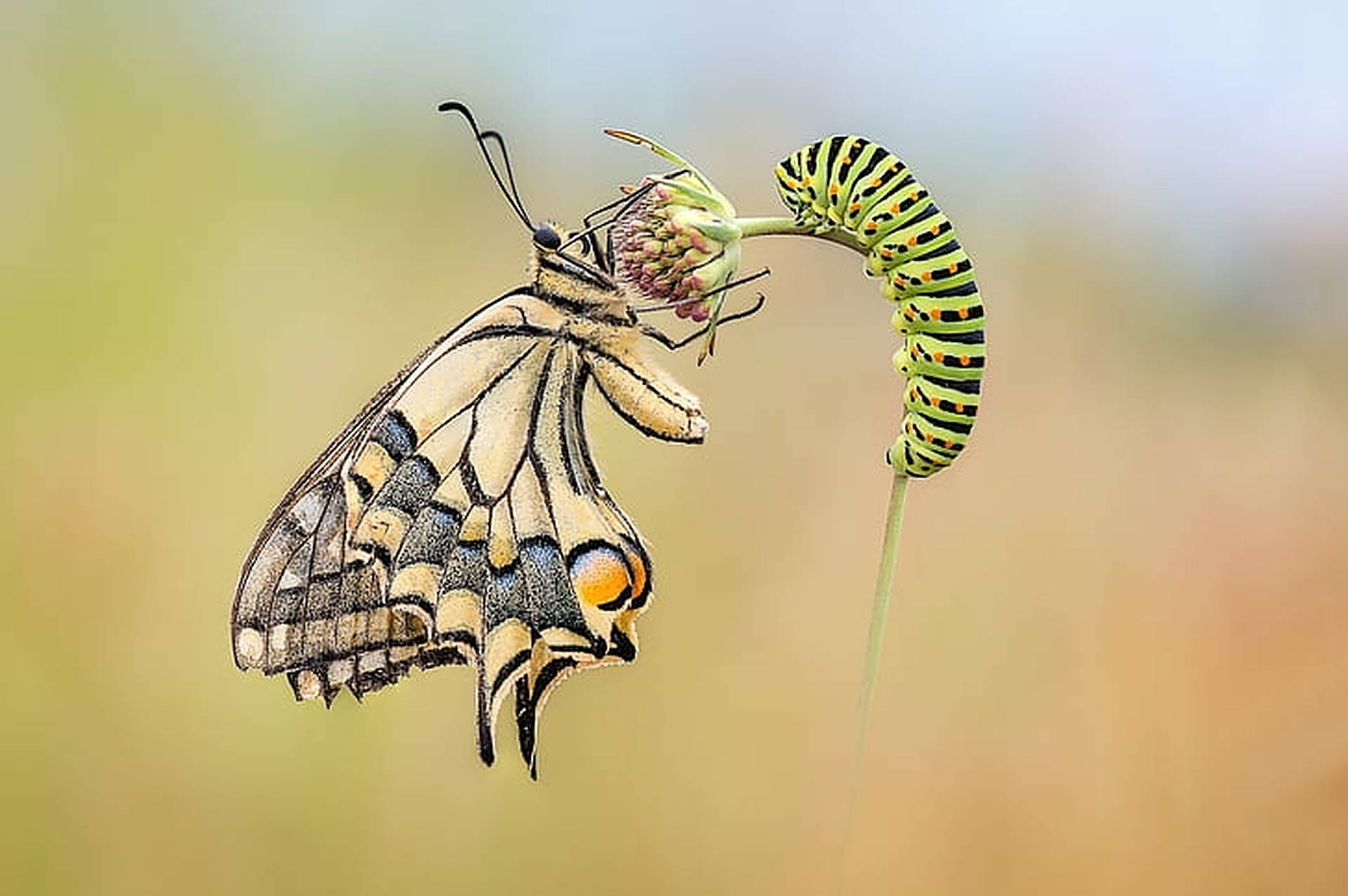 Caterpillar And Butterfly Insect