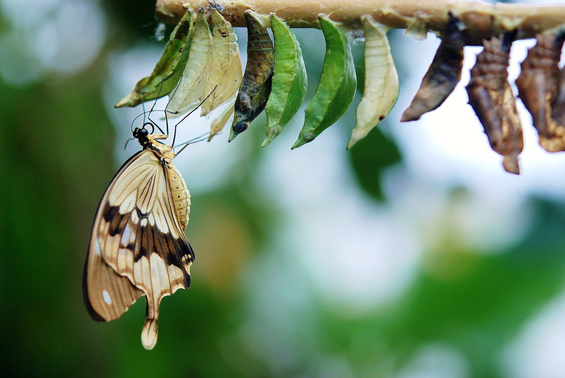 Caterpillar Butterfly Cocoon Background