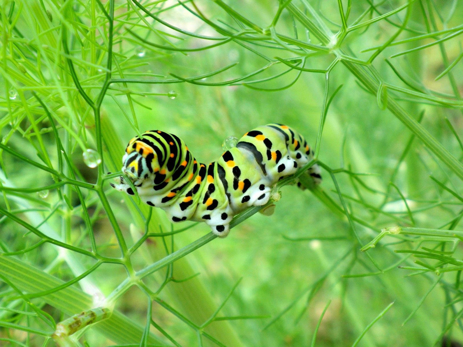 Caterpillar In Green Plant Vines