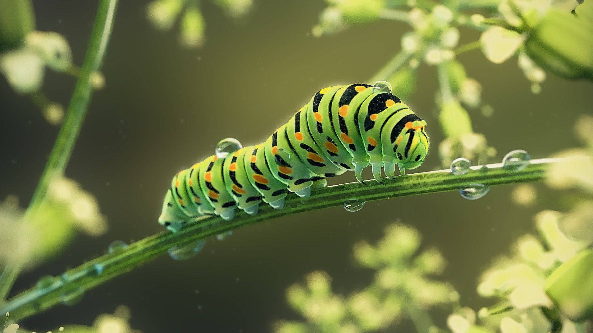 Caterpillar In Wet Green Stem Background